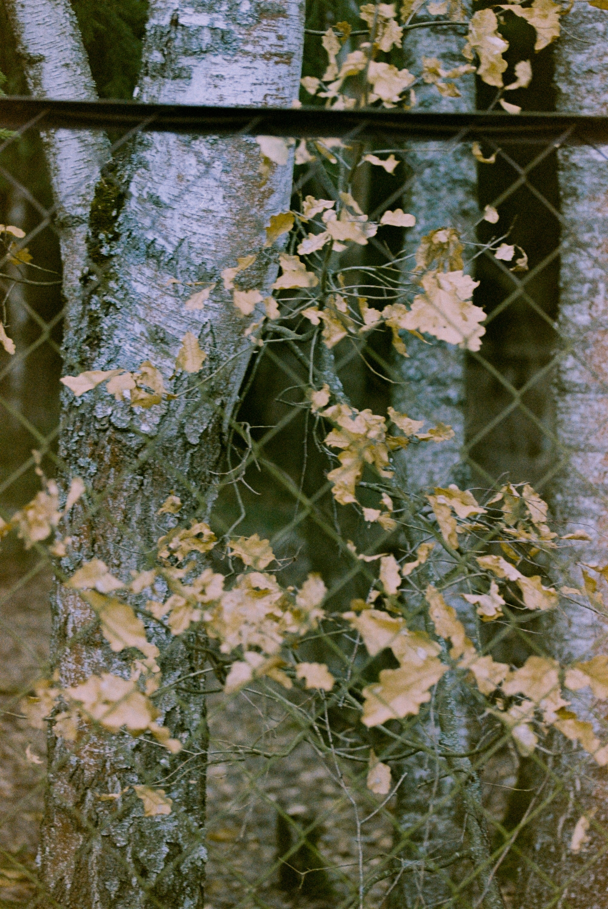 Осень на просроченную Kodak Color Plus 200 и Contax N1 с макро-объекти