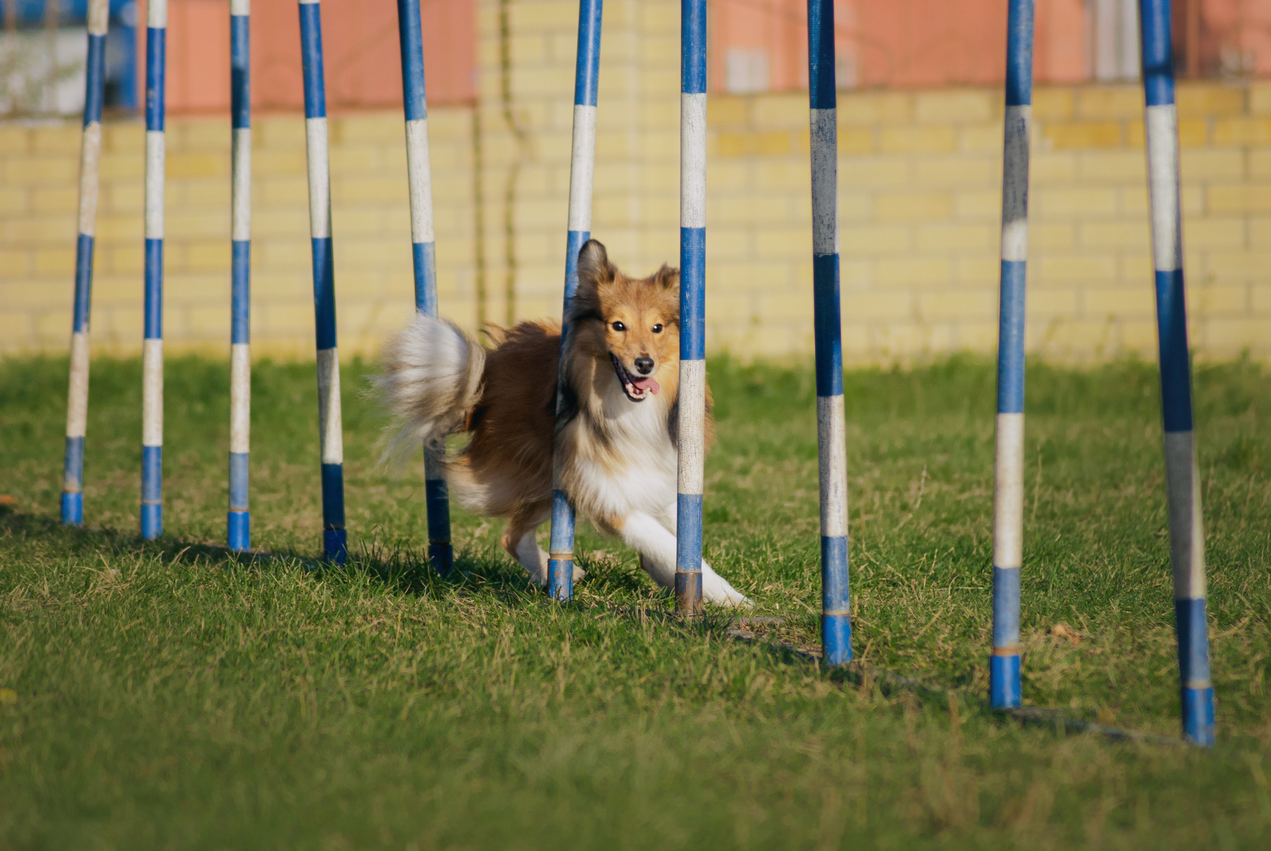 Аджилити. Фотограф в Тюмени Лизавета Сапицкая