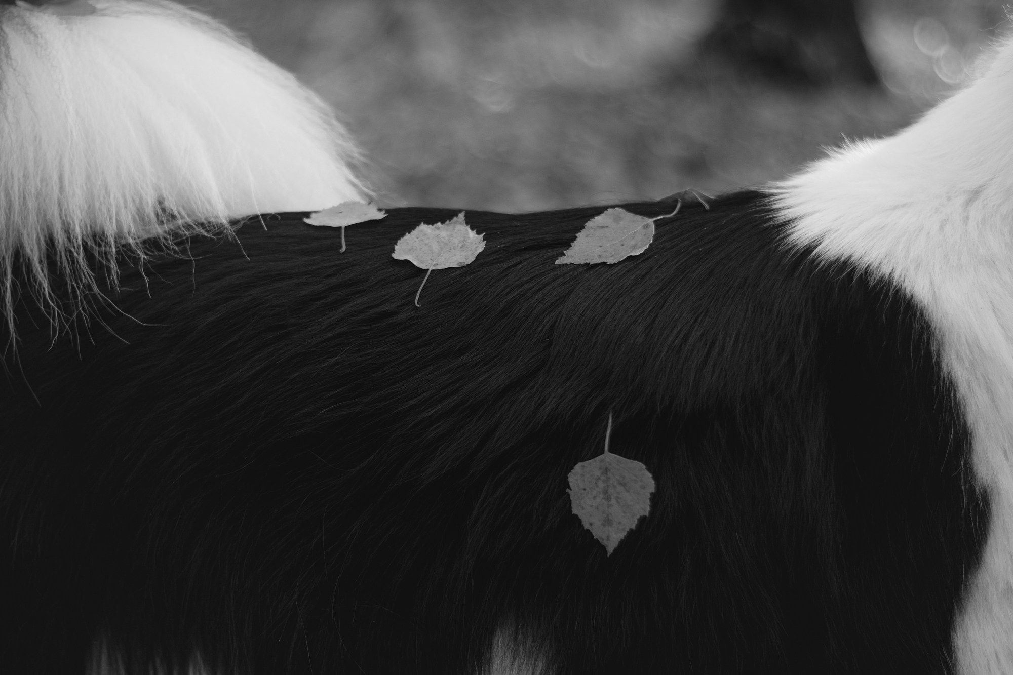 Ликёр. Фотограф в Тюмени Лизавета Сапицкая