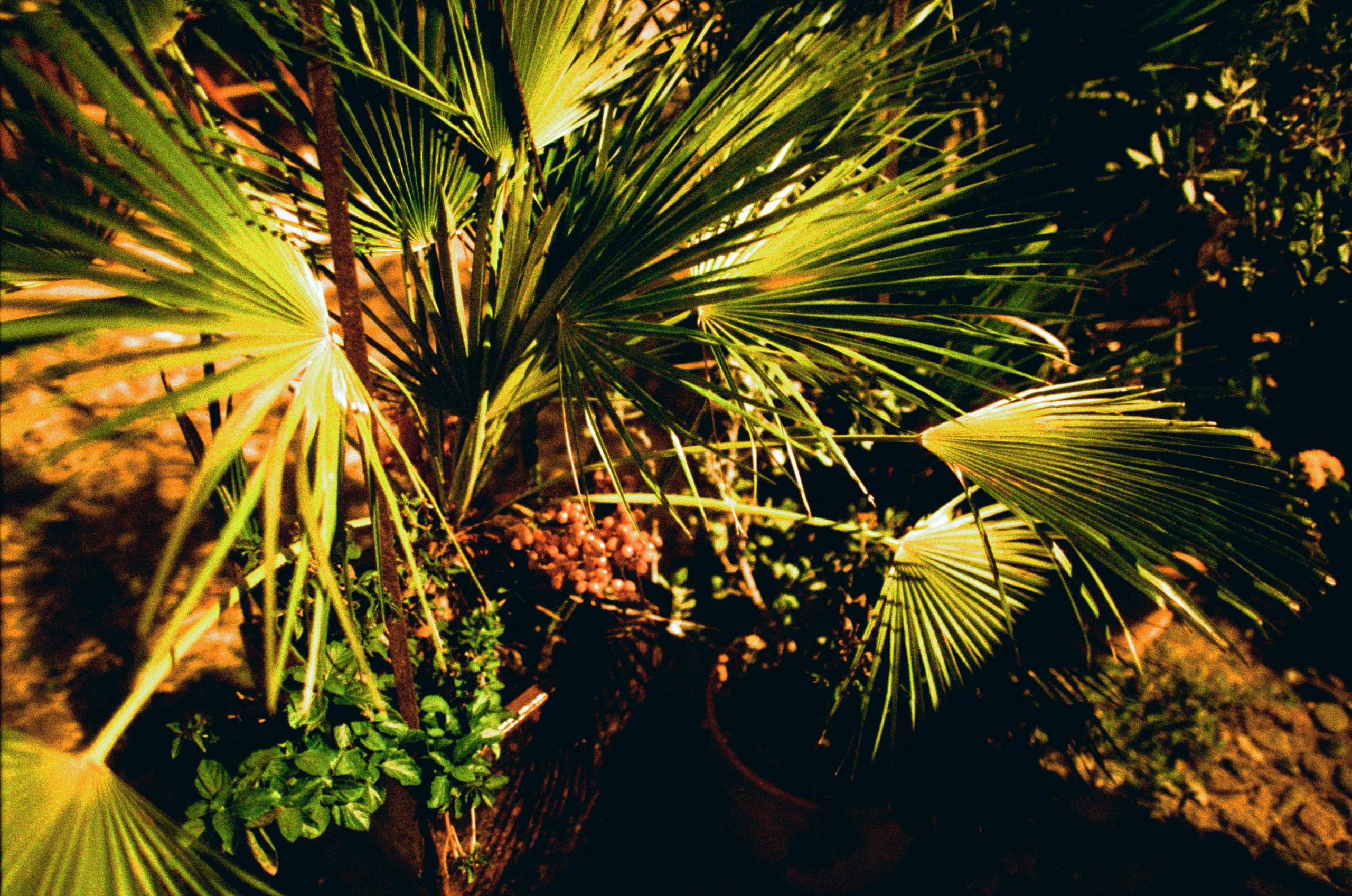 Moriro da re // sardinia, alghero II. EVER EXPOSED