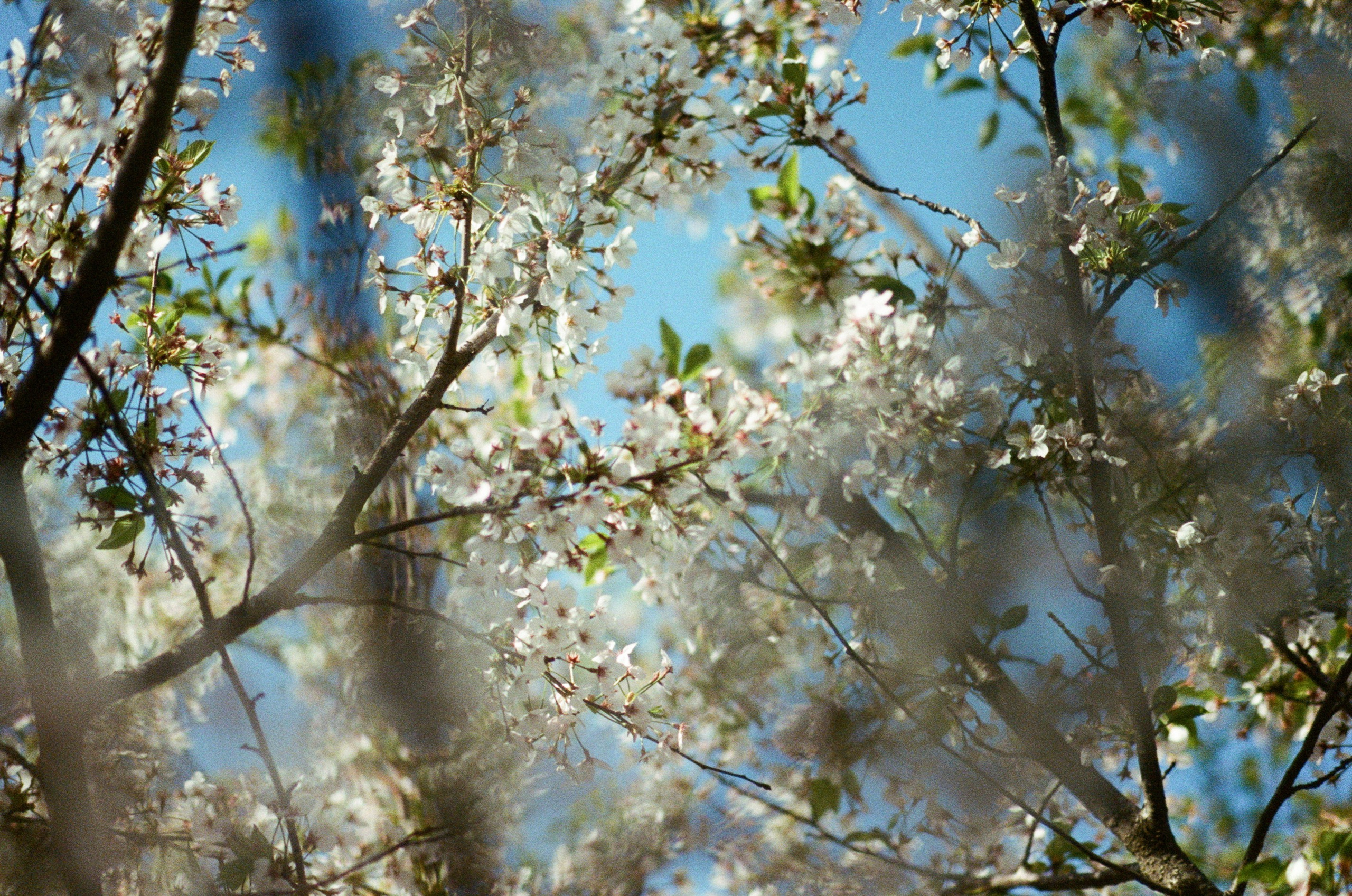 Sakura blues // ukraine, crimea VII. EVER EXPOSED