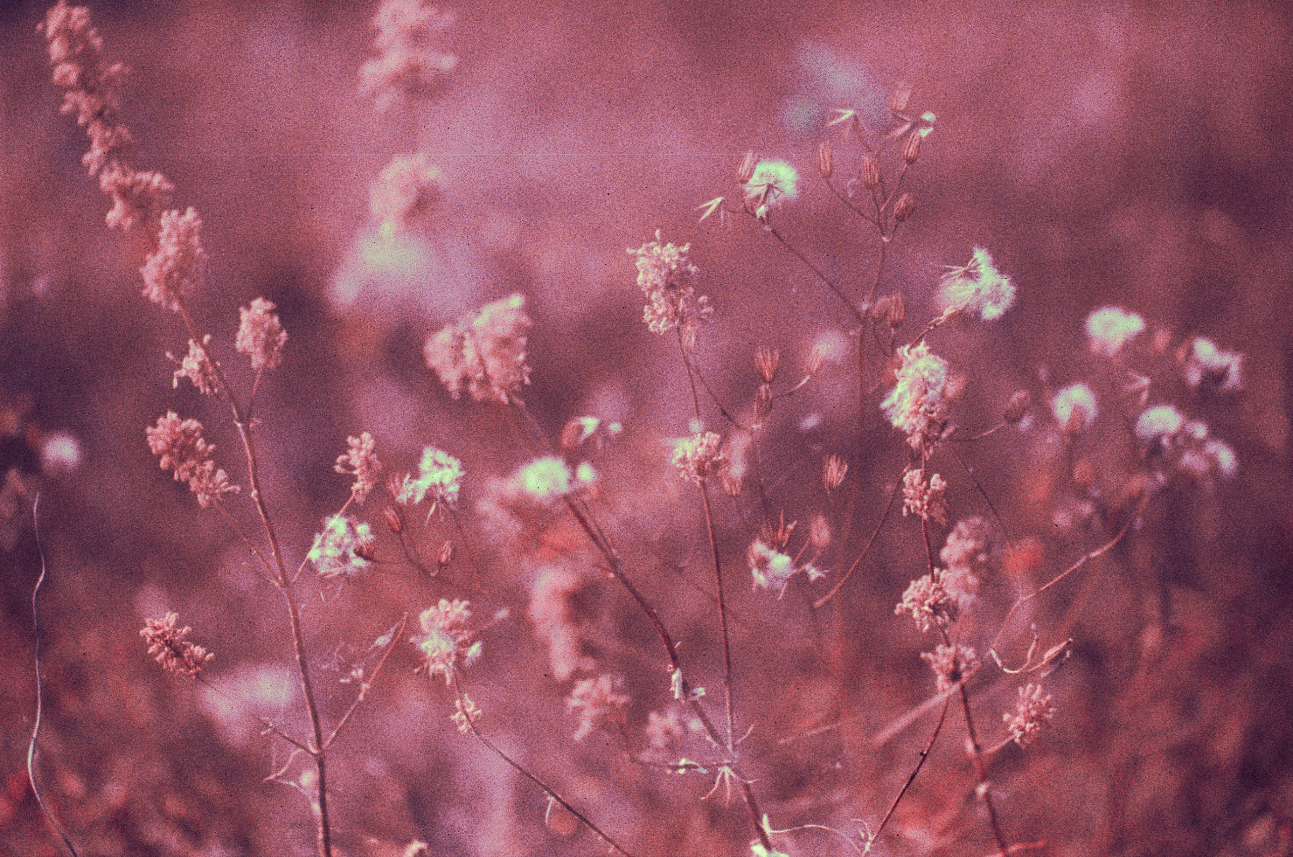 Dig it // ukraine, crimea X. EVER EXPOSED