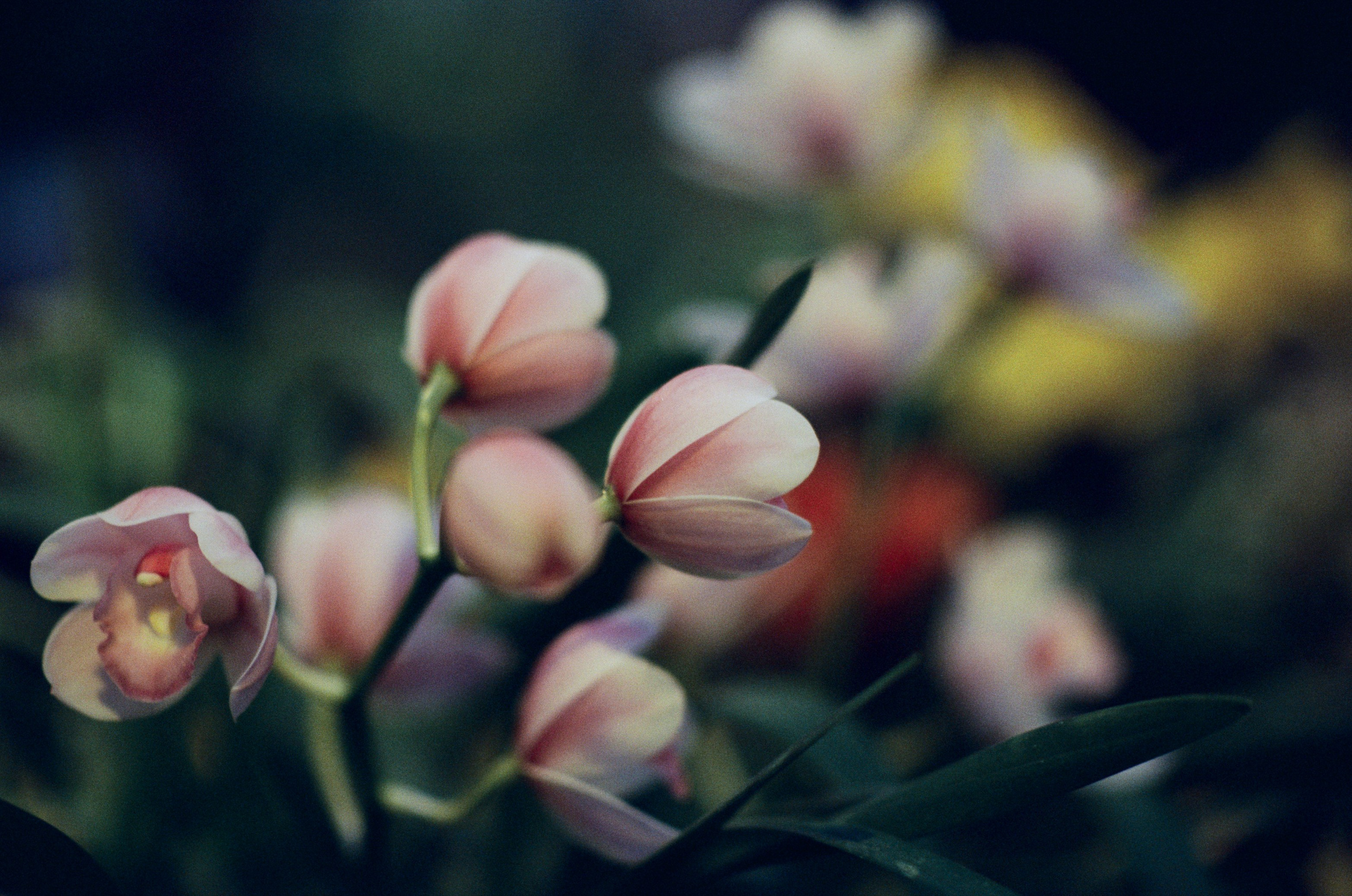 If i get high III. EVER EXPOSED