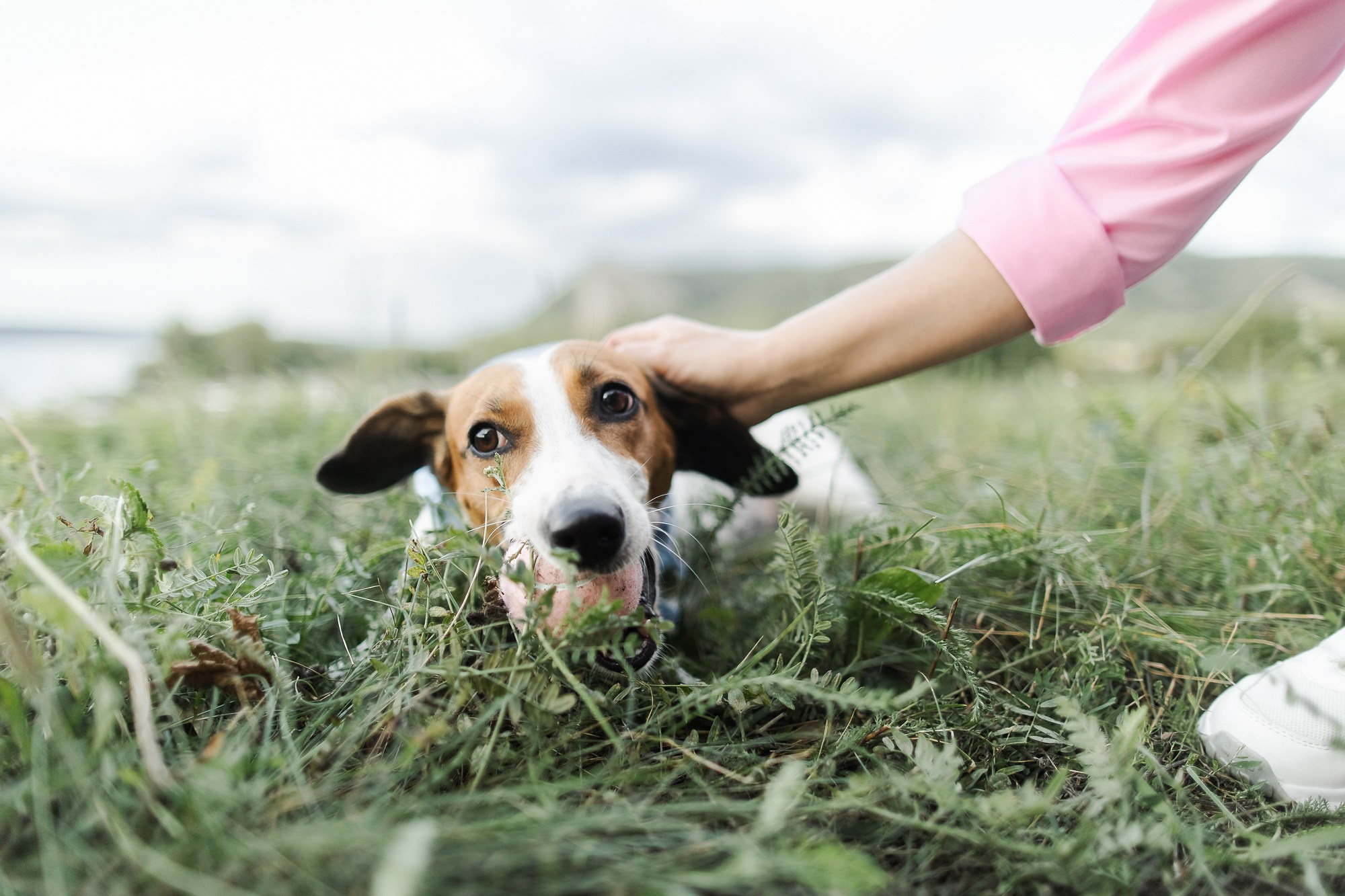 Счастье на четырёх лапах. Маргарита Рубцова свадебный фотограф Тольятти