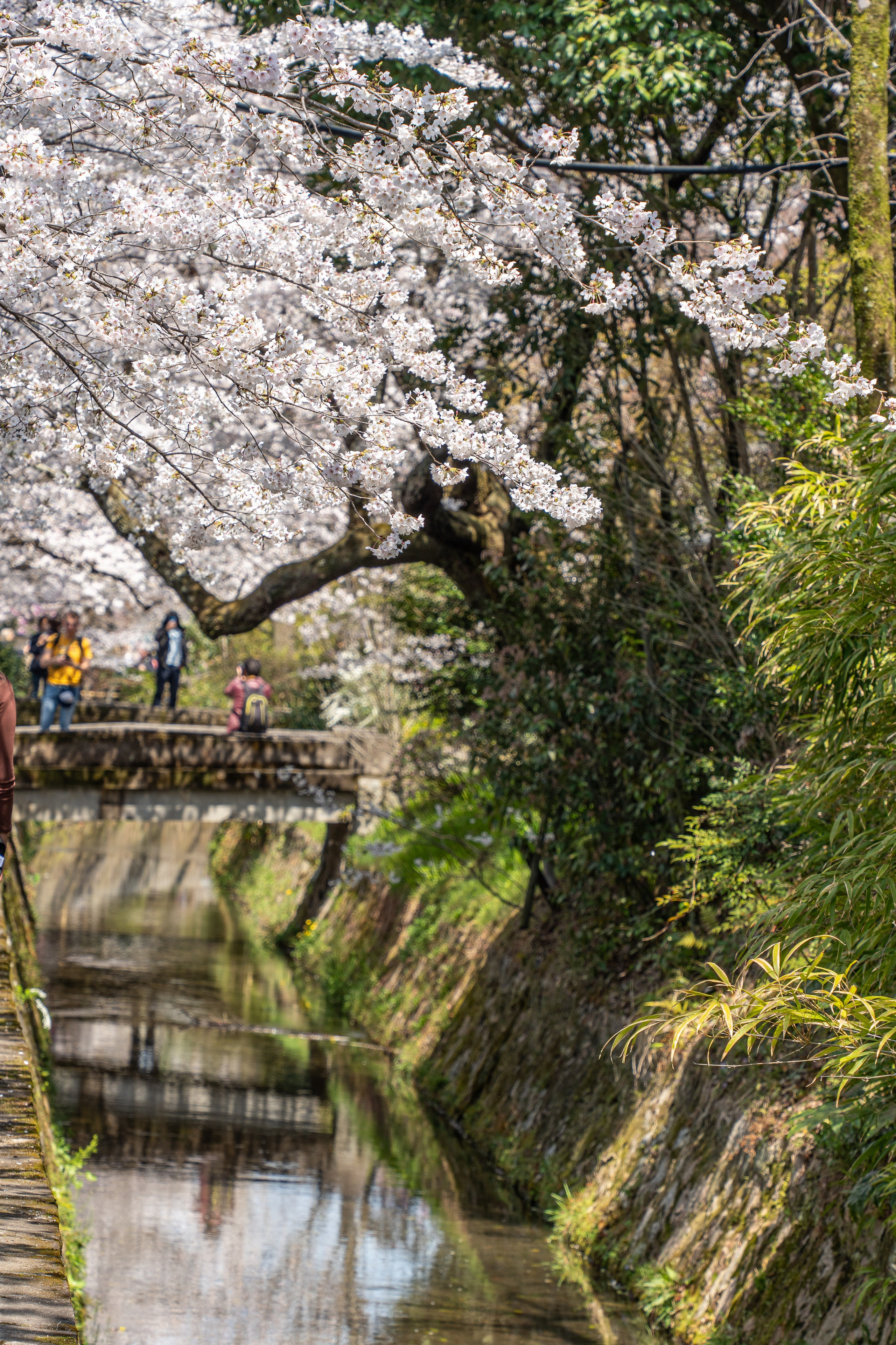 Япония, сакура. Творческие сьемки