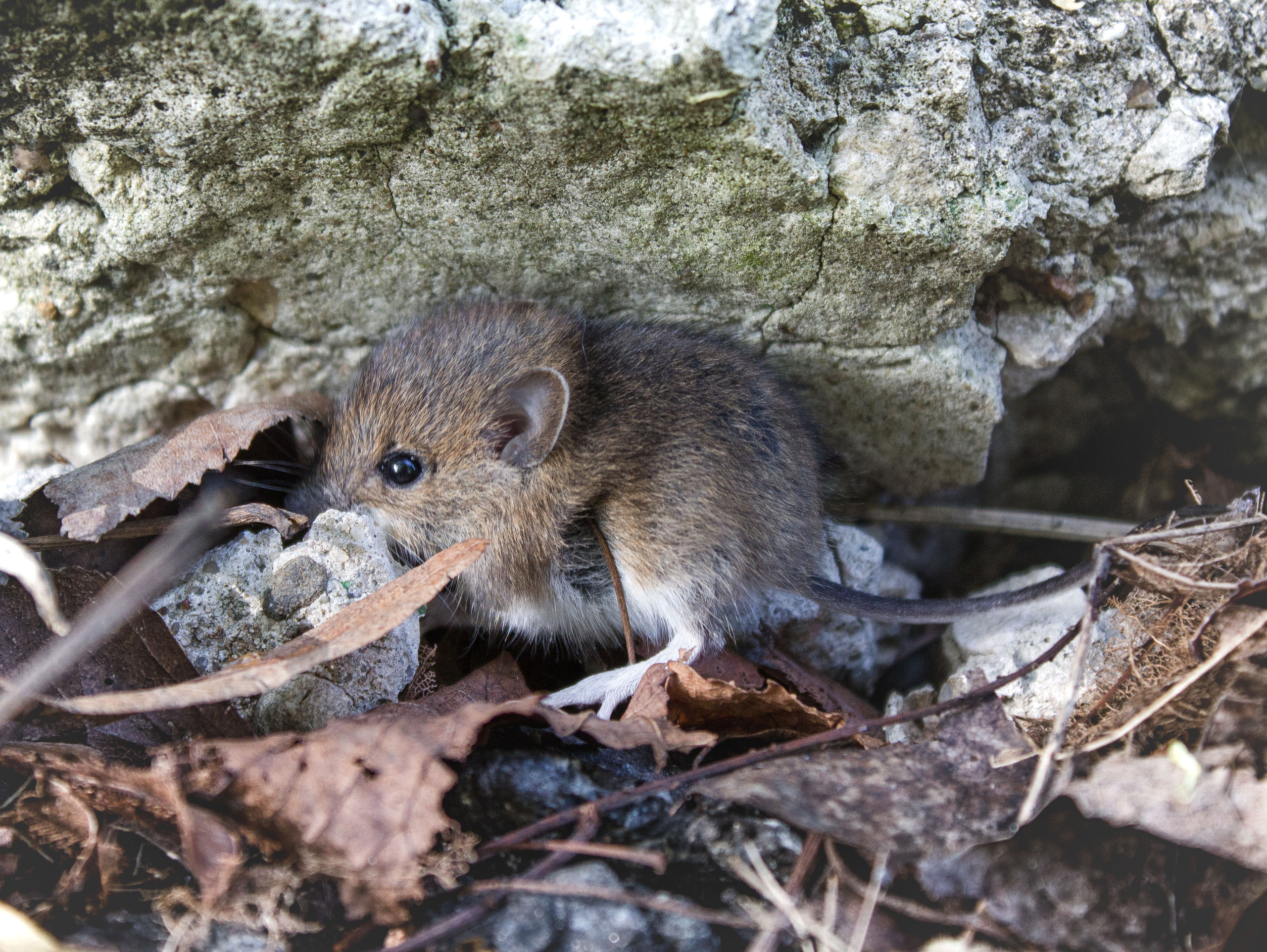 Животные. Обо всём