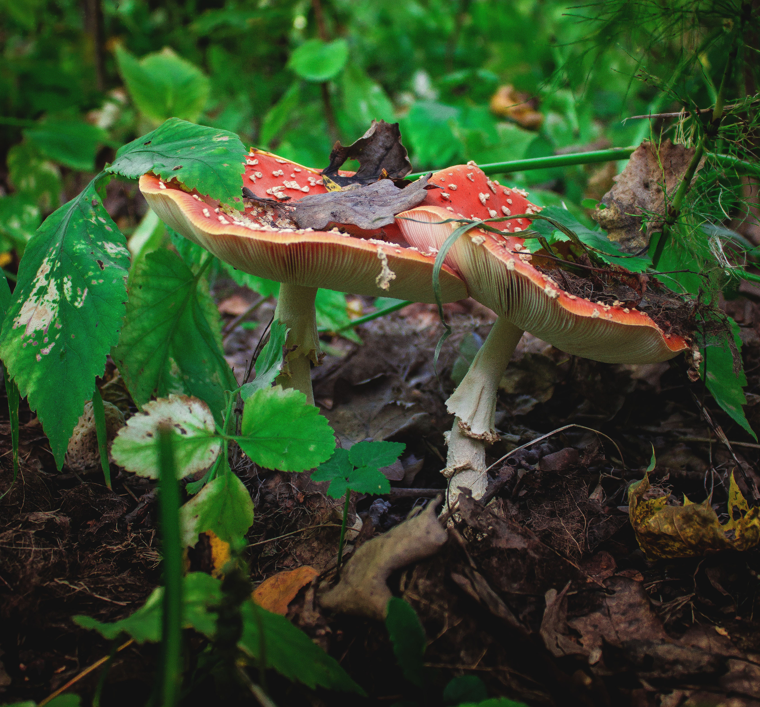 Природное. Обо всём