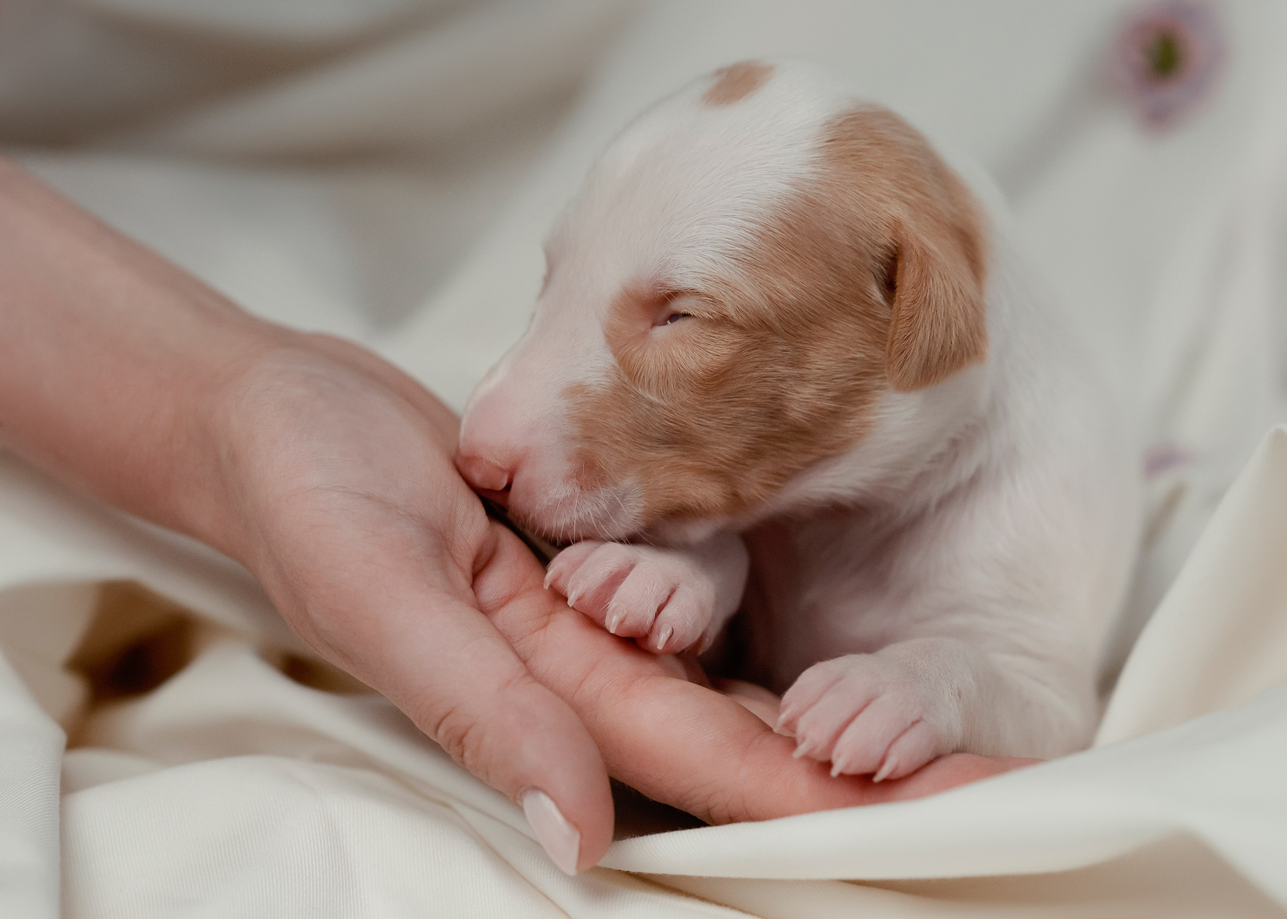 Поденки ибиценки. Фотограф- анималист Александра Матвеева