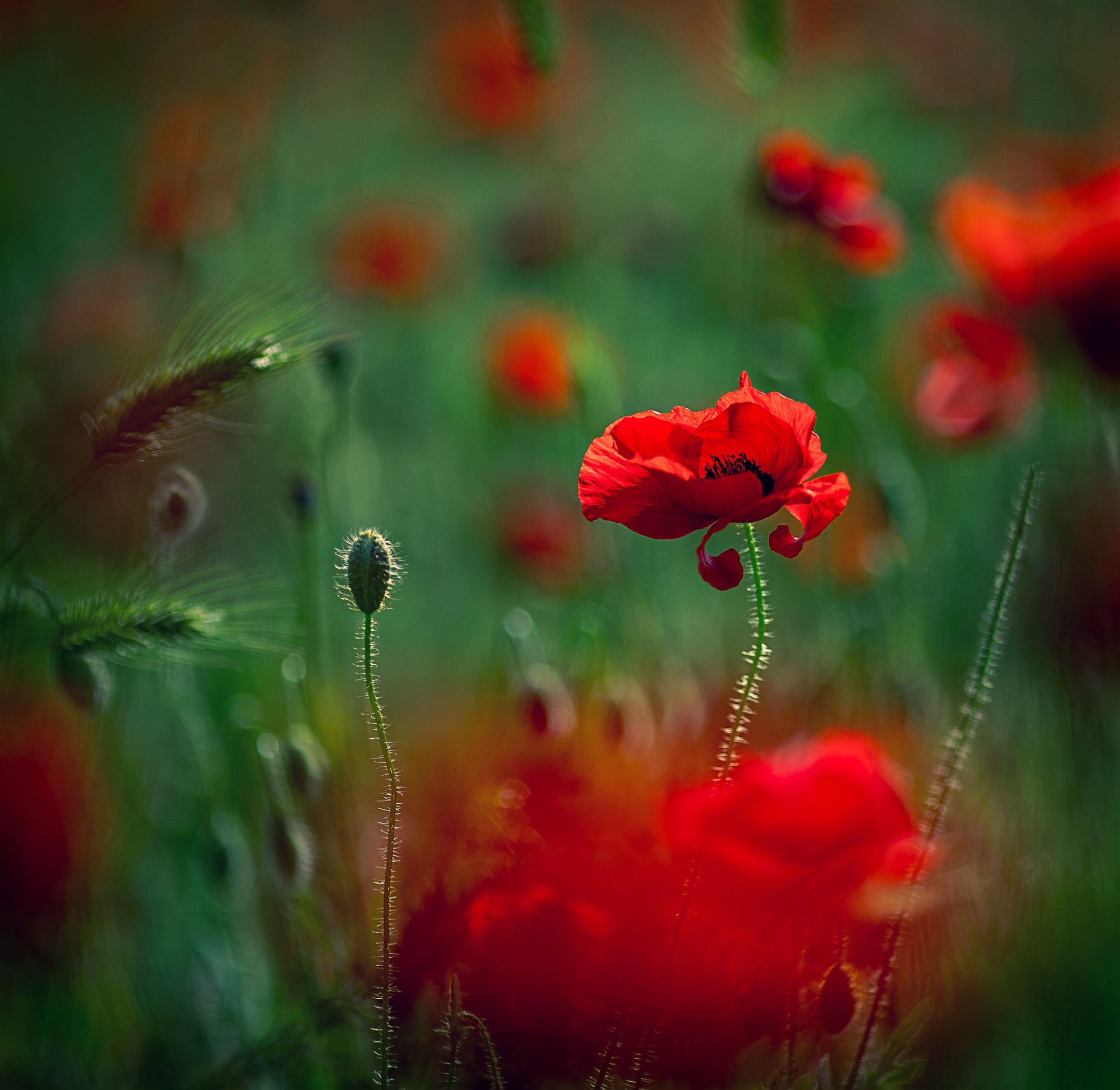 Фотограф в Санкт-Петербурге Анастасия Полякова