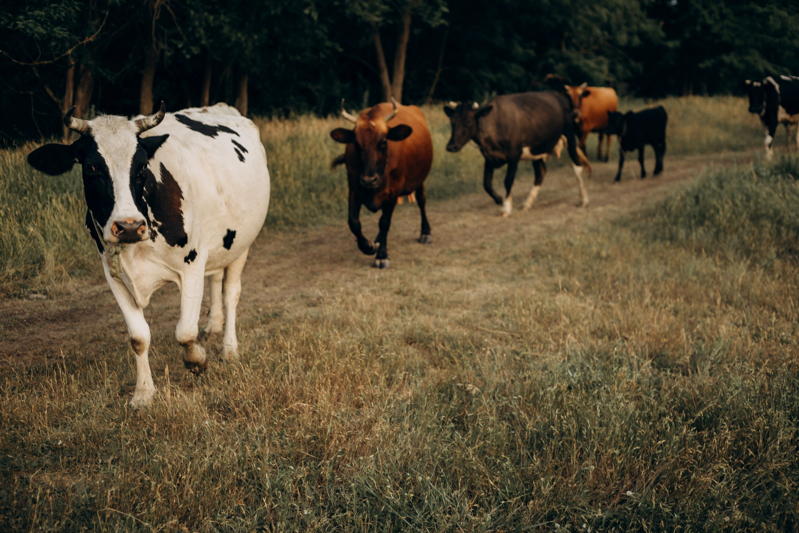 На лугу. Семейный фотограф в Ростове-на-Дону Безкишкина Татьяна