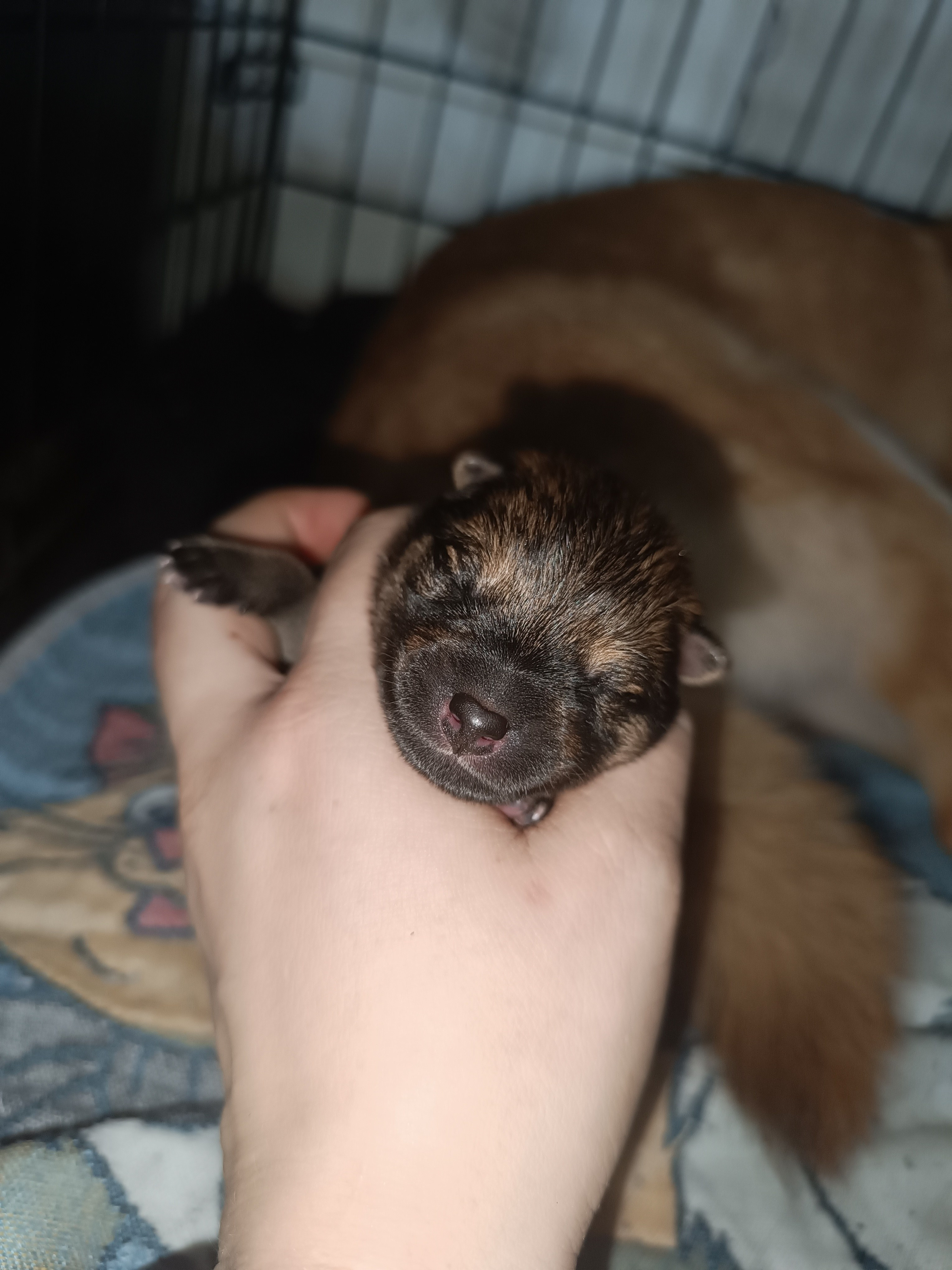 сиба питомник Рубилайт щенки на продажу rubylight  сиба щенки купить СПб Санкт-Петербург 