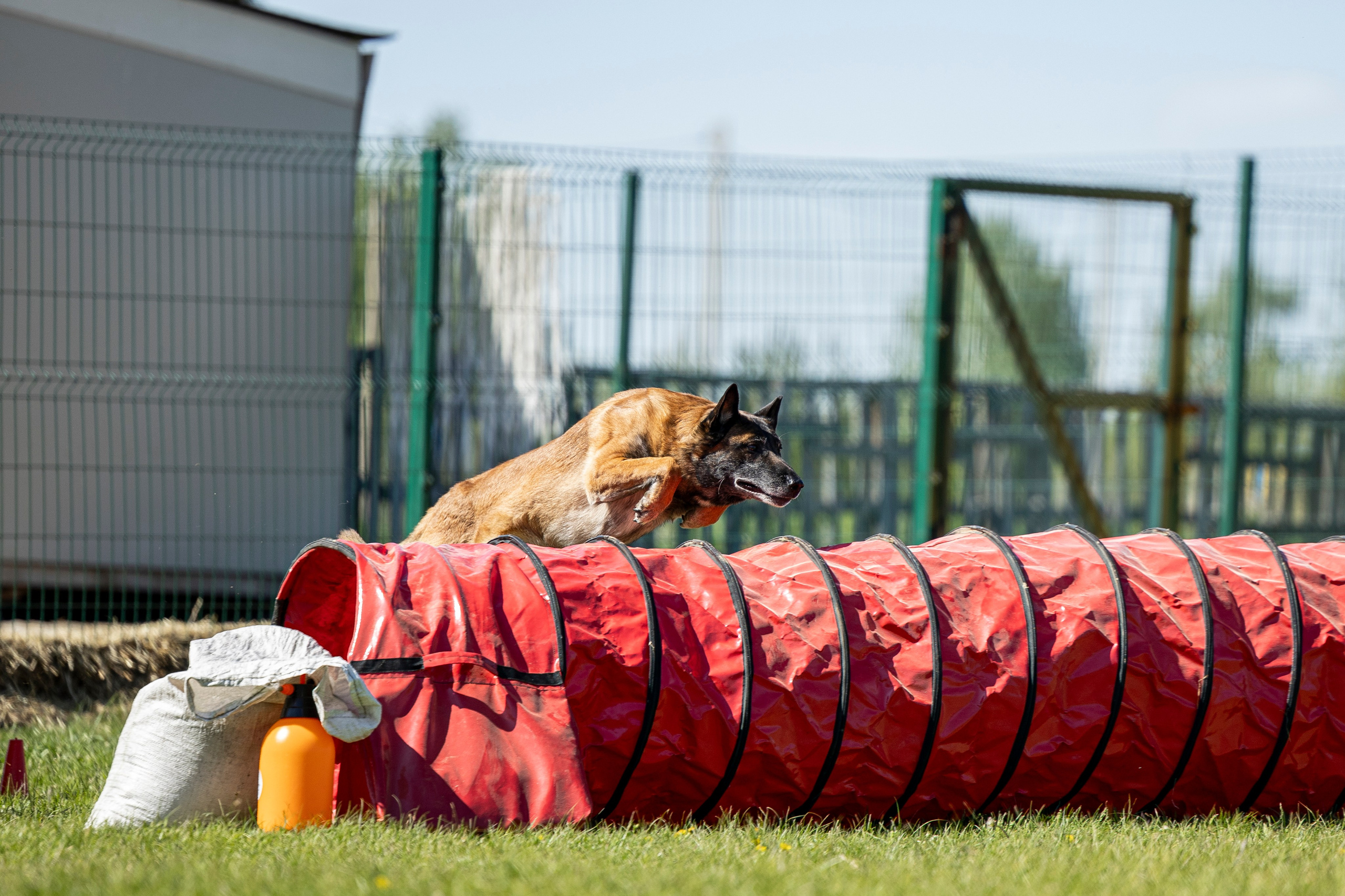 Испытания по мондьорингу в Нижнем Новгороде. Фотограф-анималист Анна Маринич