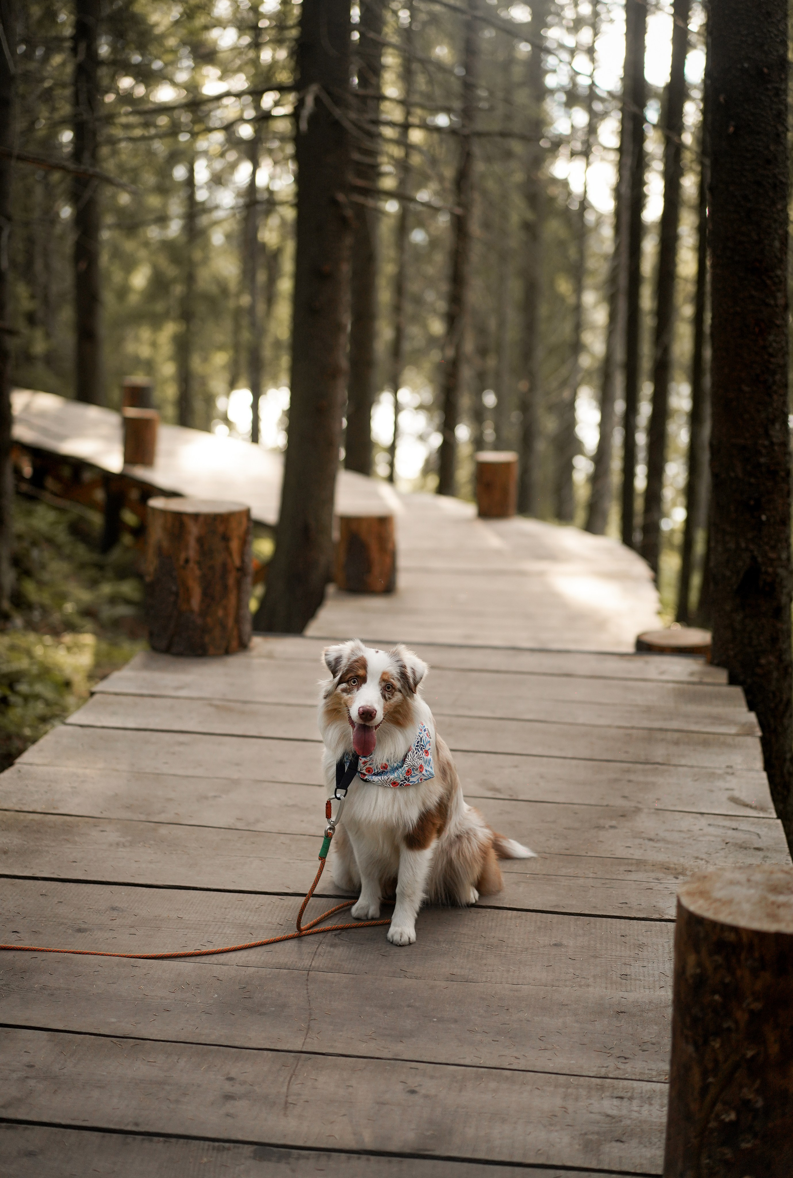Панда и Юни в Карелии. Фотограф-анималист в Санкт-Петербурге Яна Мартынова