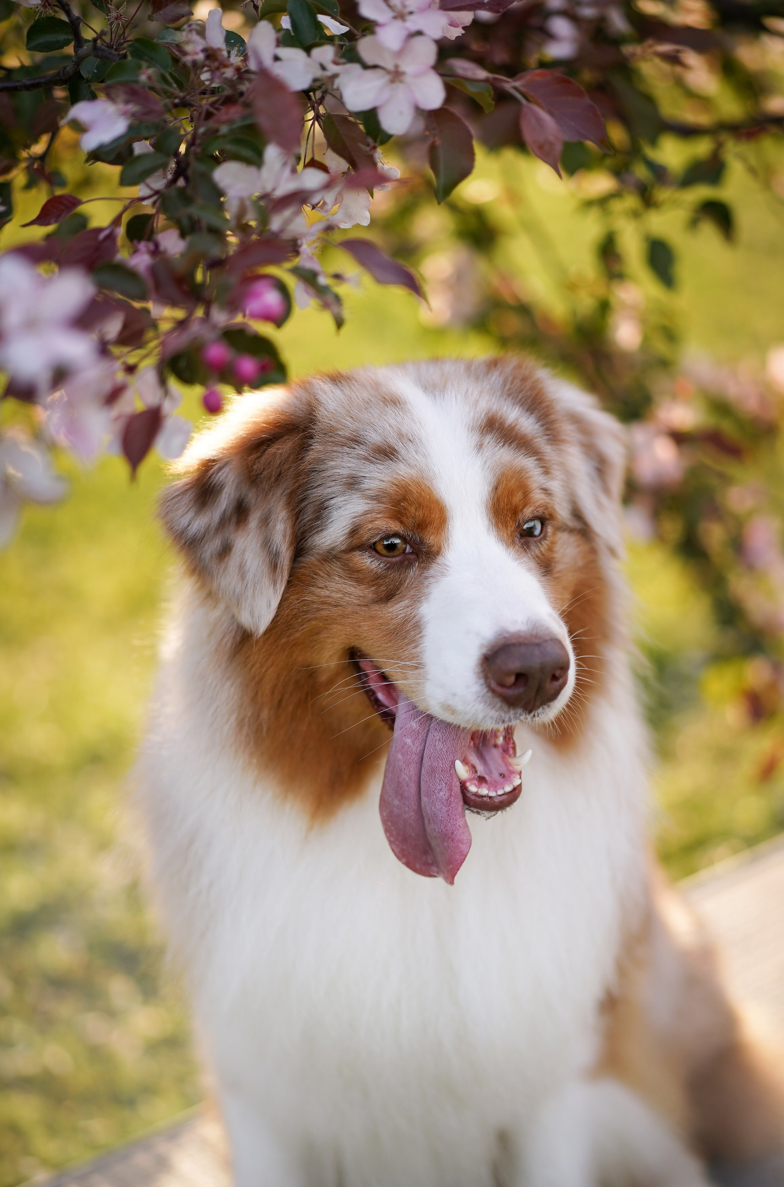 Аусси в Яблоневом саду. Фотограф-анималист в Санкт-Петербурге Яна Мартынова