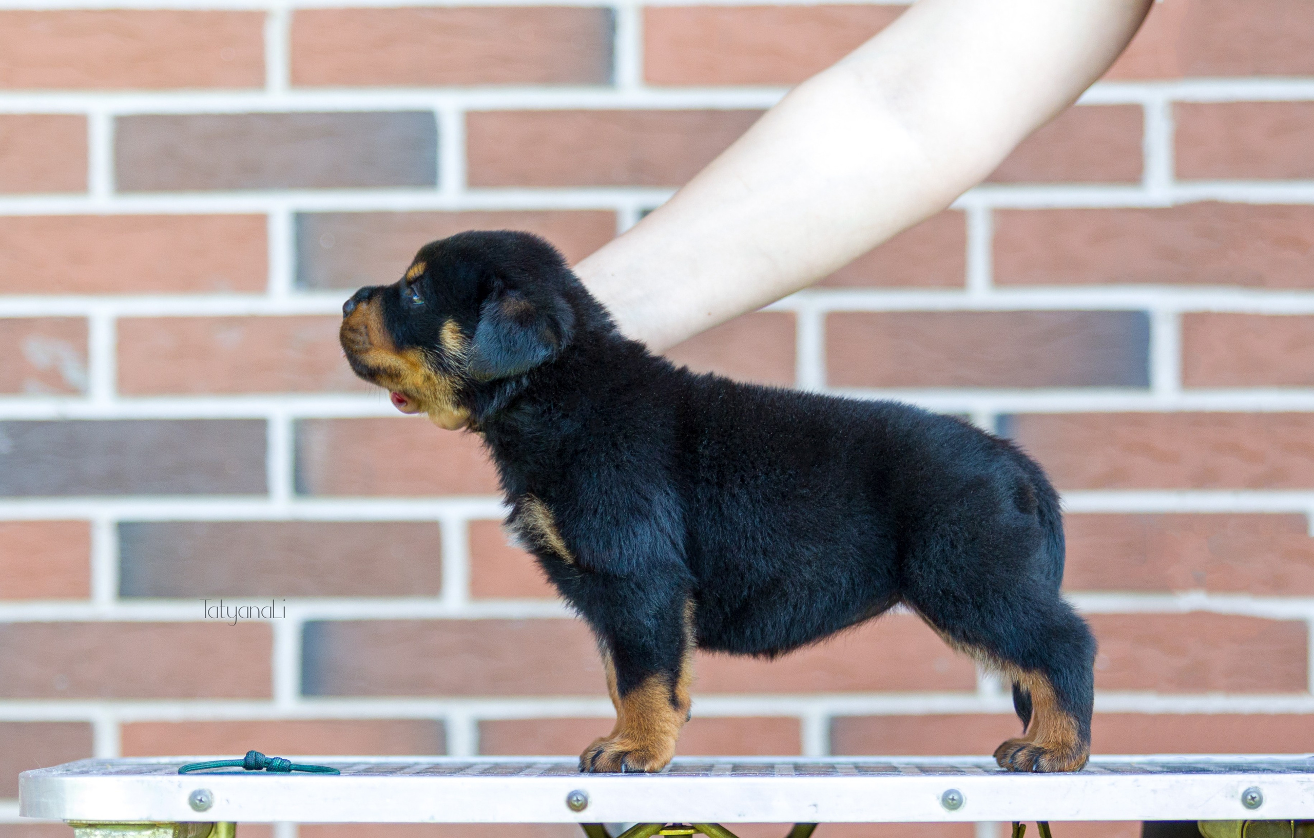 Ротвейлер. Фотограф — анималист Татьяна Ли