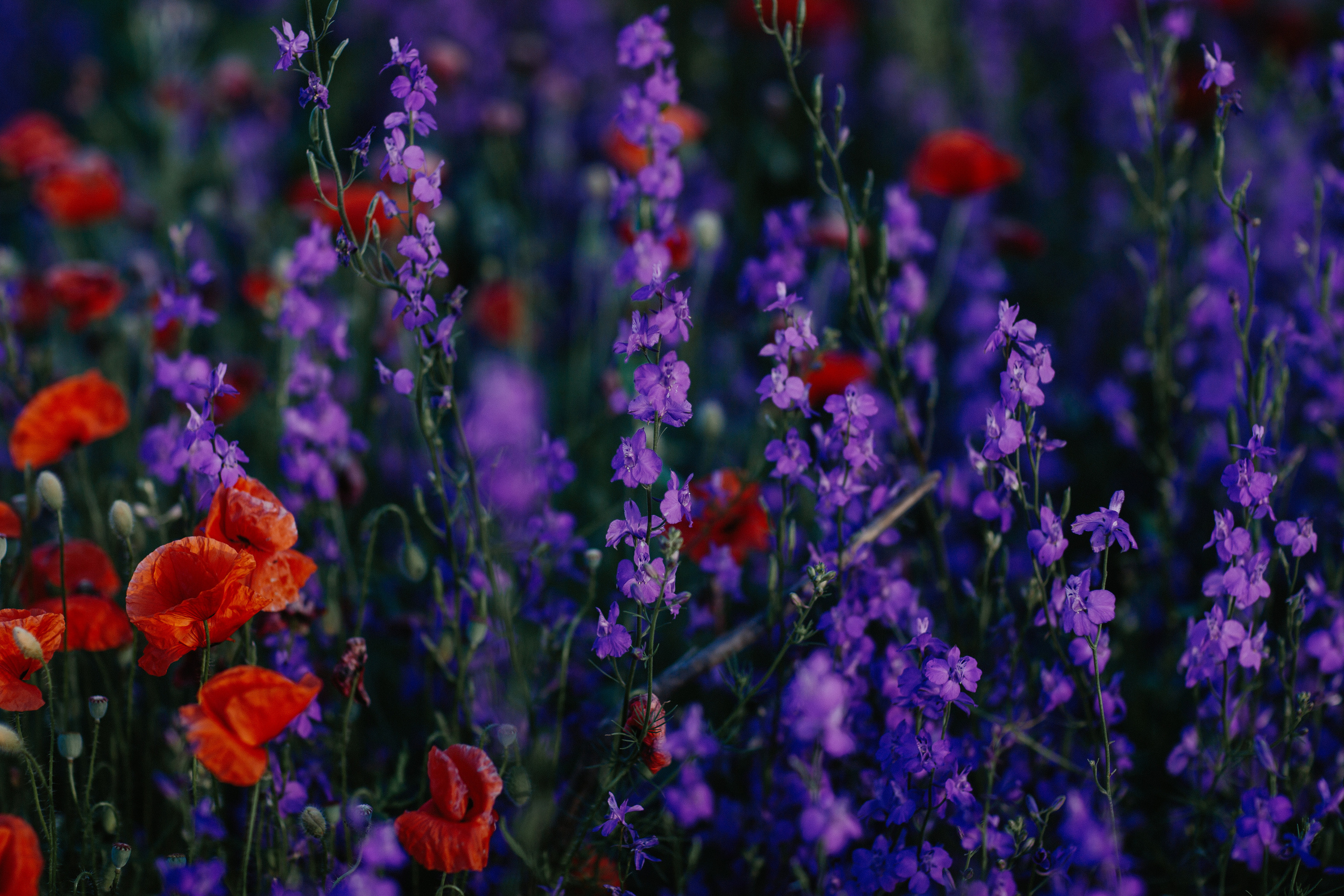 Колокольчики. Свадебный и семейный фотограф/видеограф в Краснодаре Наталья Осинская