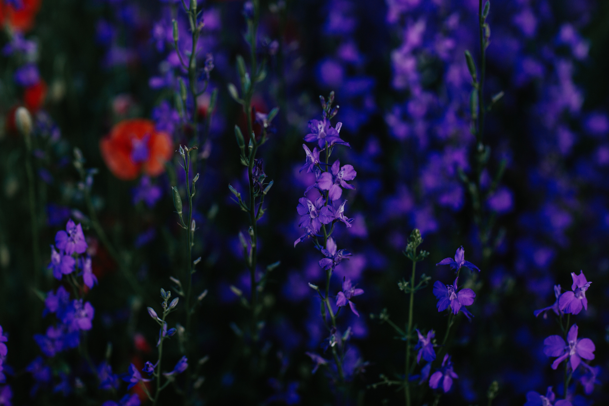 Колокольчики. Свадебный и семейный фотограф/видеограф в Краснодаре Наталья Осинская
