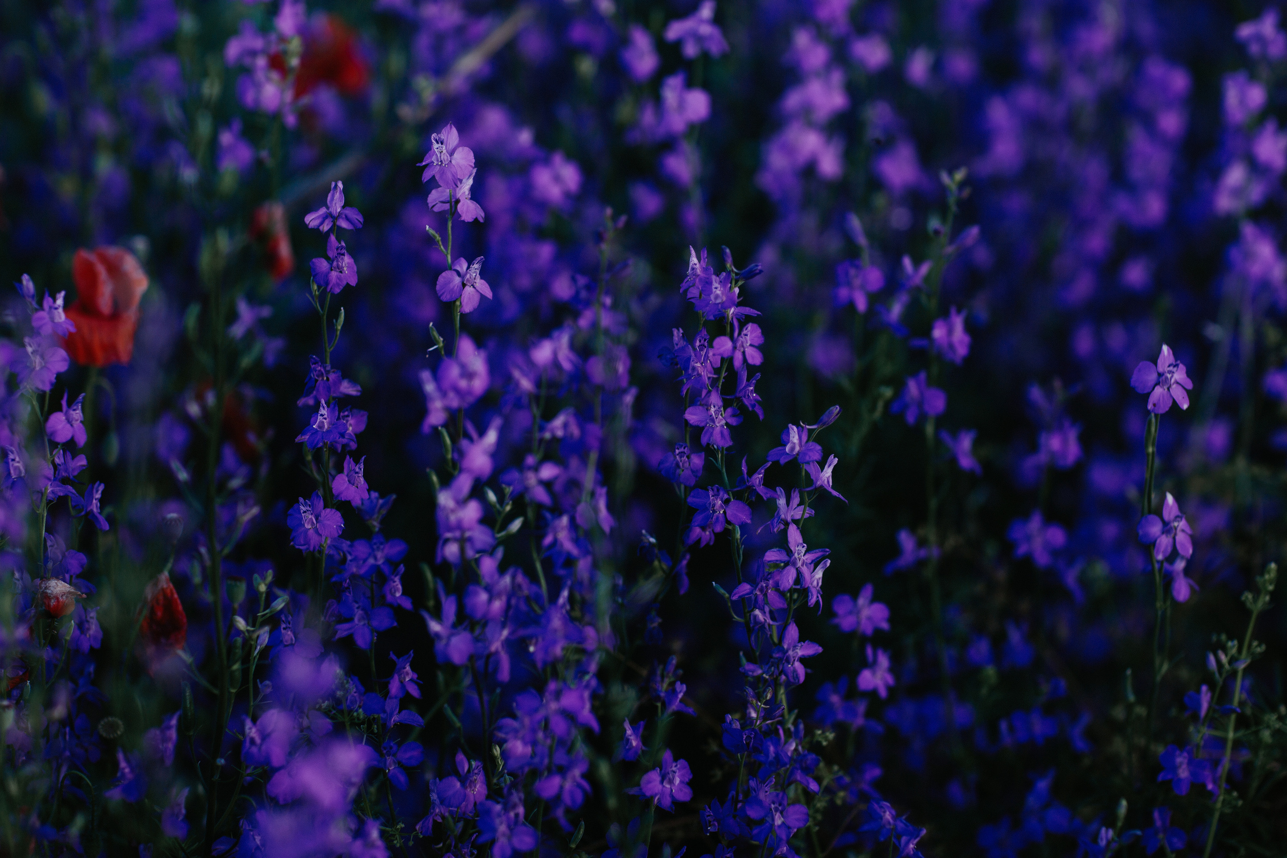 Колокольчики. Свадебный и семейный фотограф/видеограф в Краснодаре Наталья Осинская