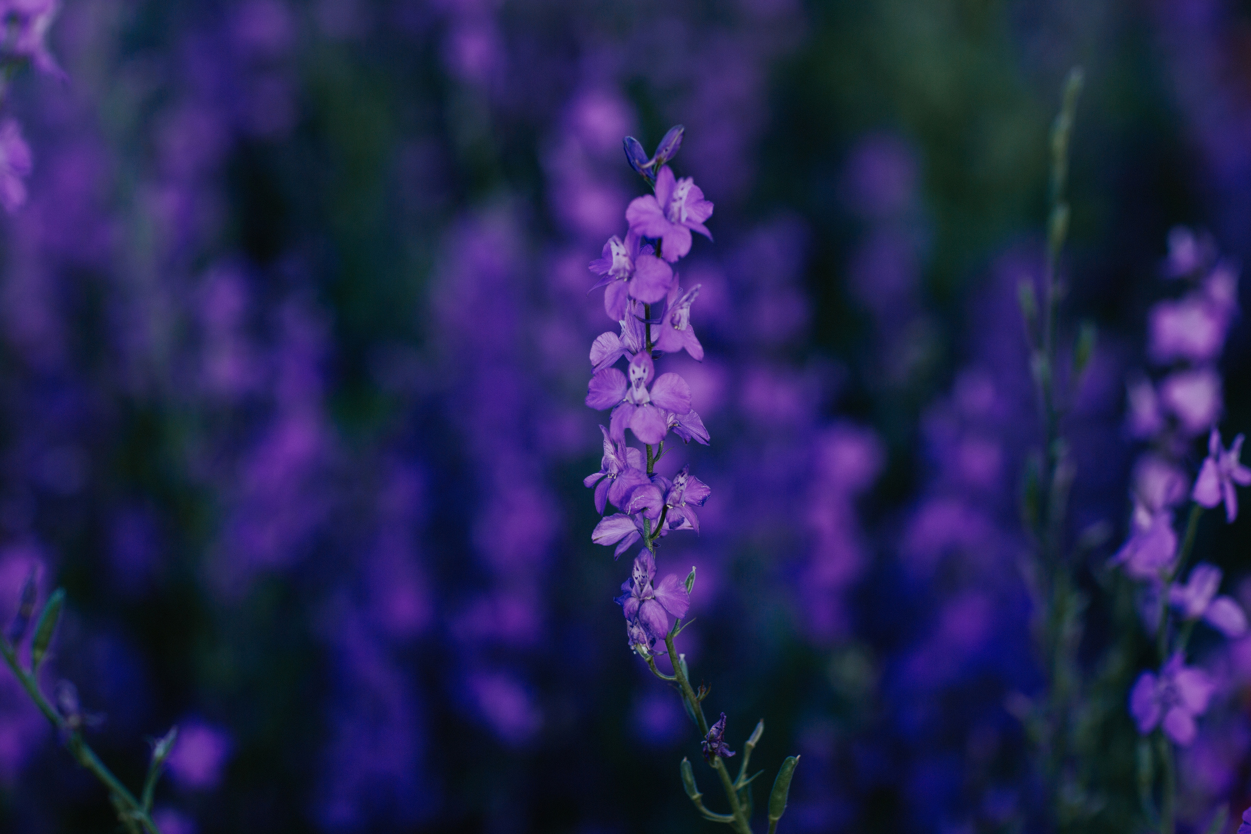 Колокольчики. Свадебный и семейный фотограф/видеограф в Краснодаре Наталья Осинская