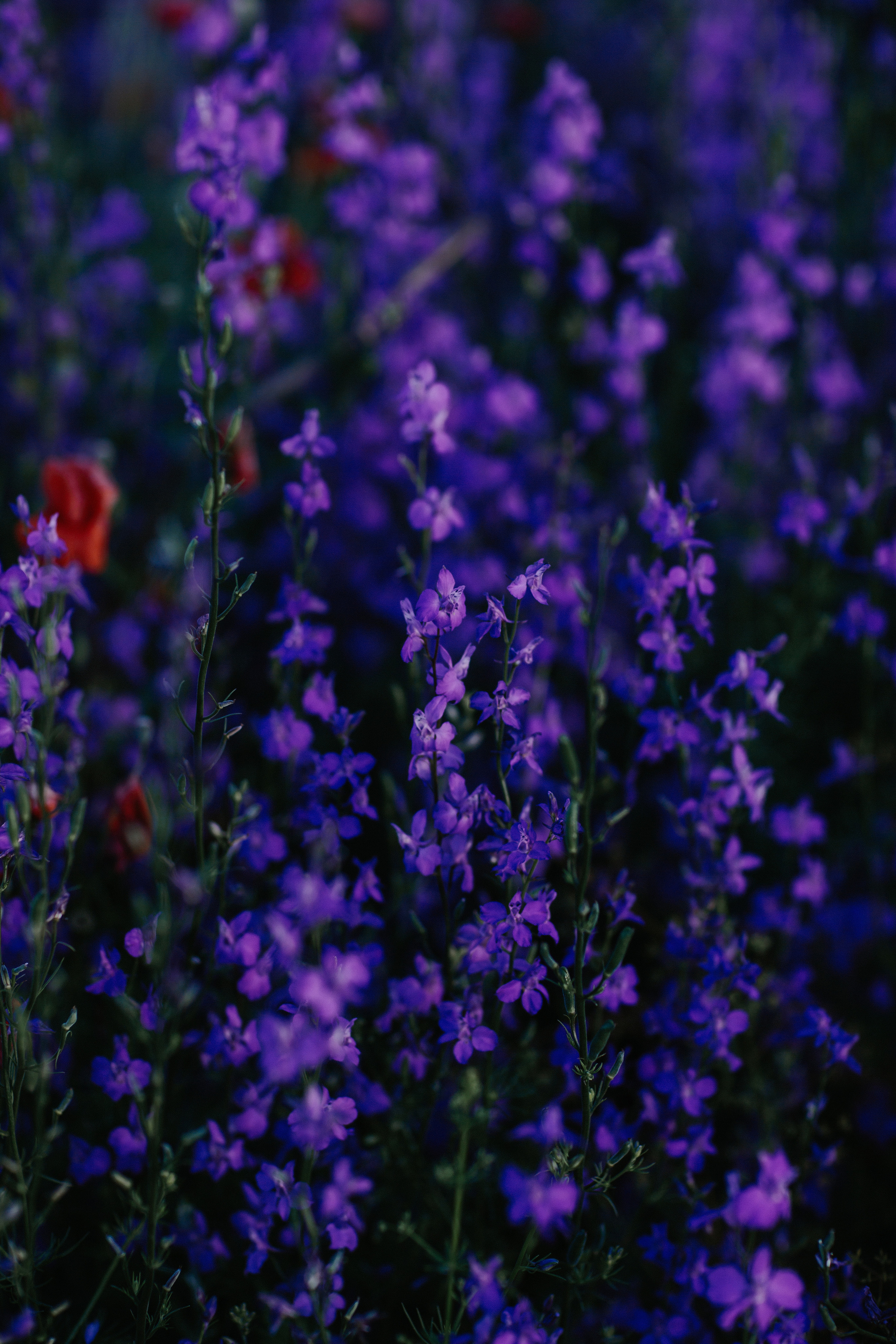 Колокольчики. Свадебный и семейный фотограф/видеограф в Краснодаре Наталья Осинская
