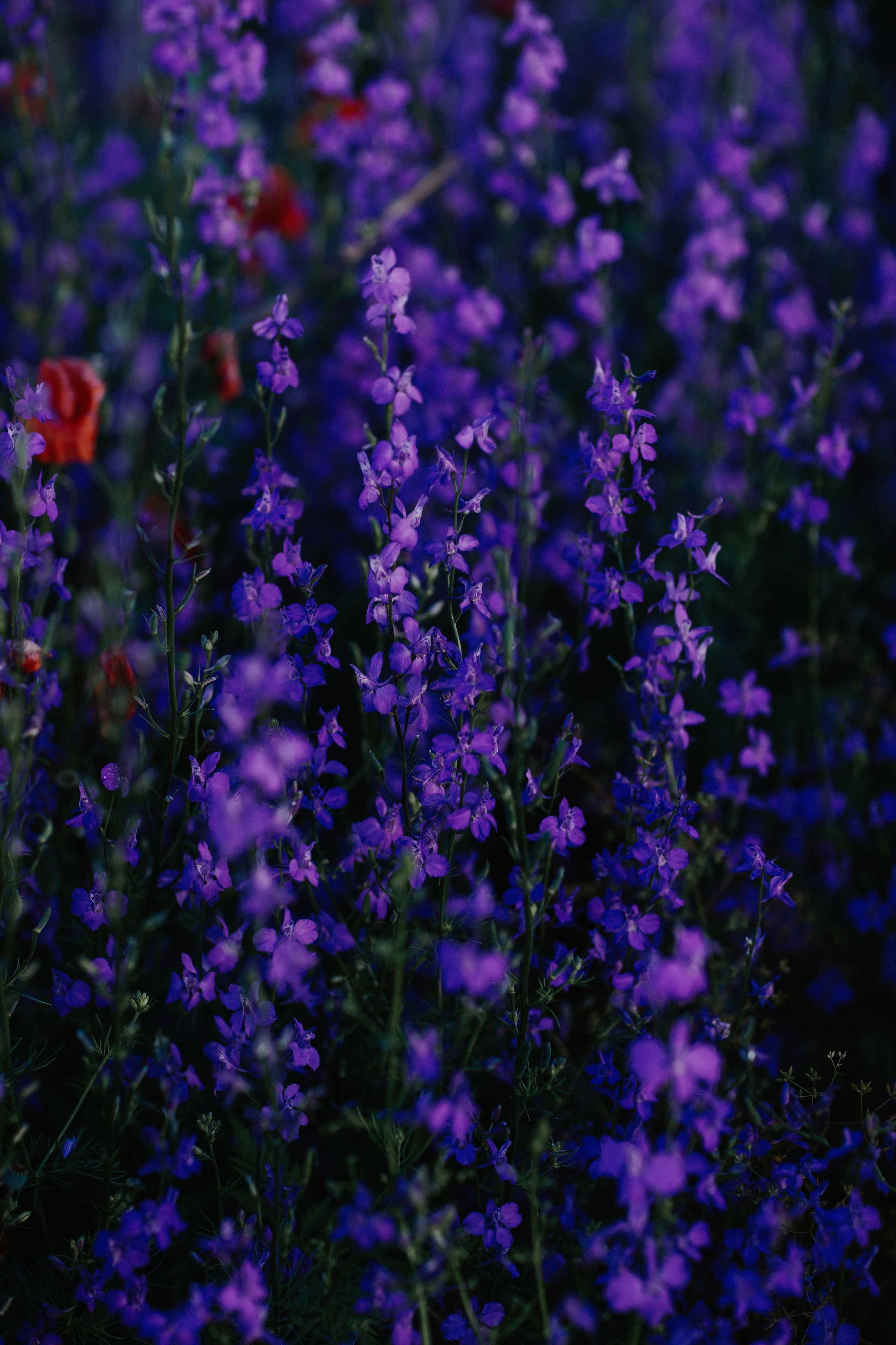 Колокольчики. Свадебный и семейный фотограф/видеограф в Краснодаре Наталья Осинская