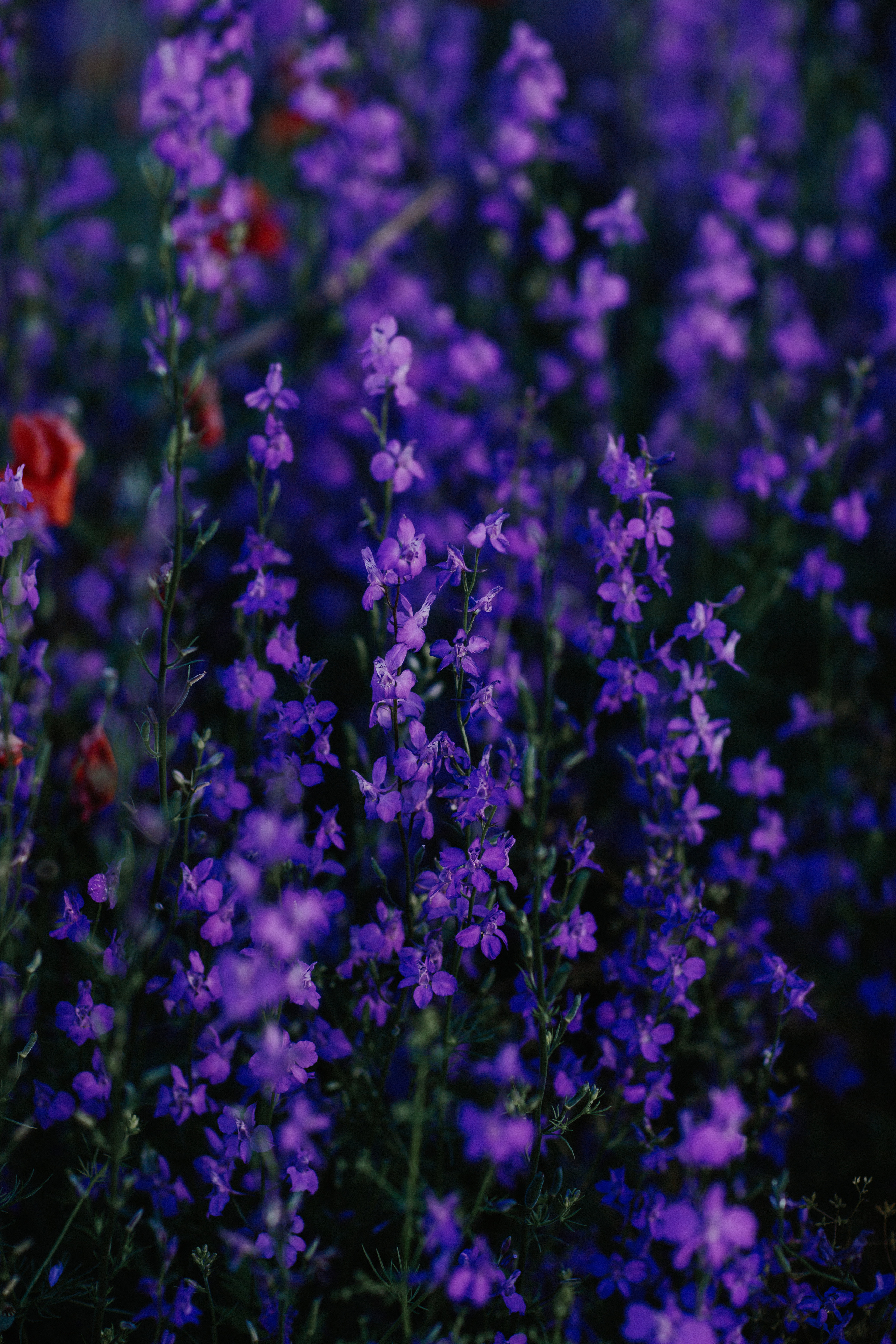 Колокольчики. Свадебный и семейный фотограф/видеограф в Краснодаре Наталья Осинская