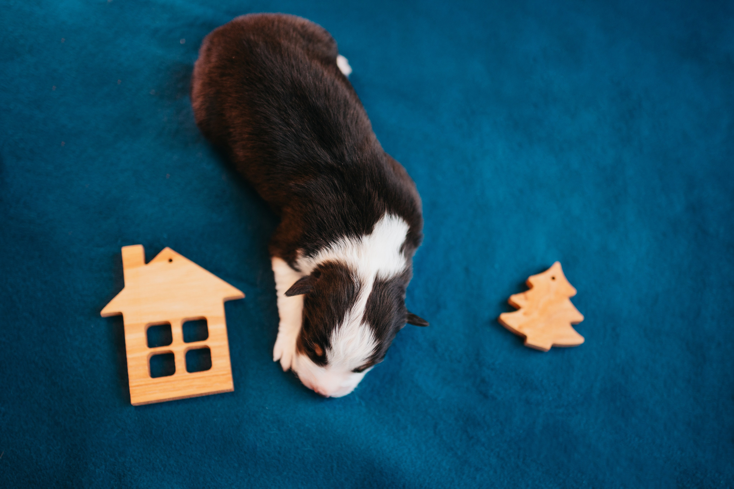 Аусси. Фотограф анималист Осипчикова Мария