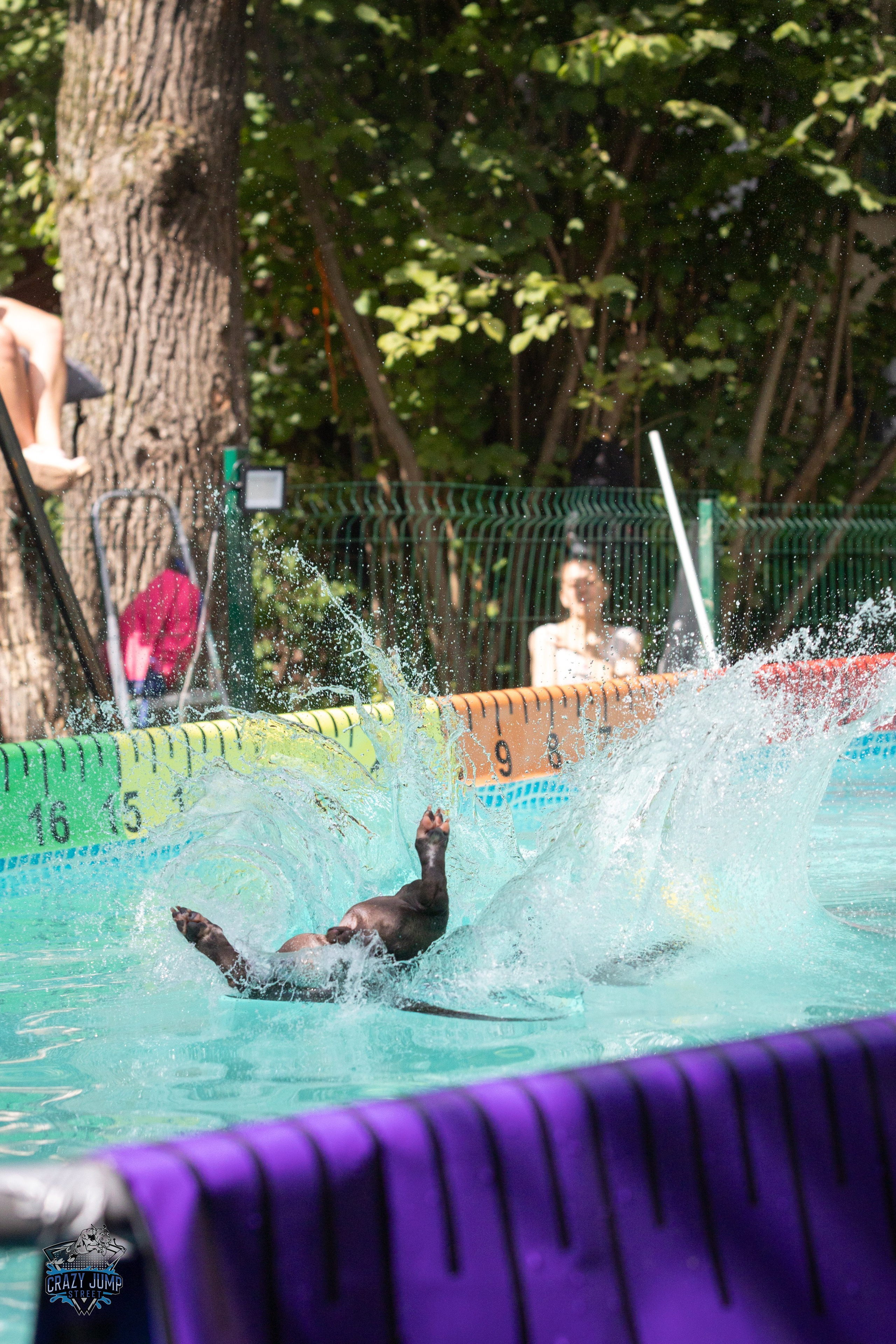 Собаки, спорт, Док дайвинг. Свадебный и репортажный фотограф в Москве и Московской области