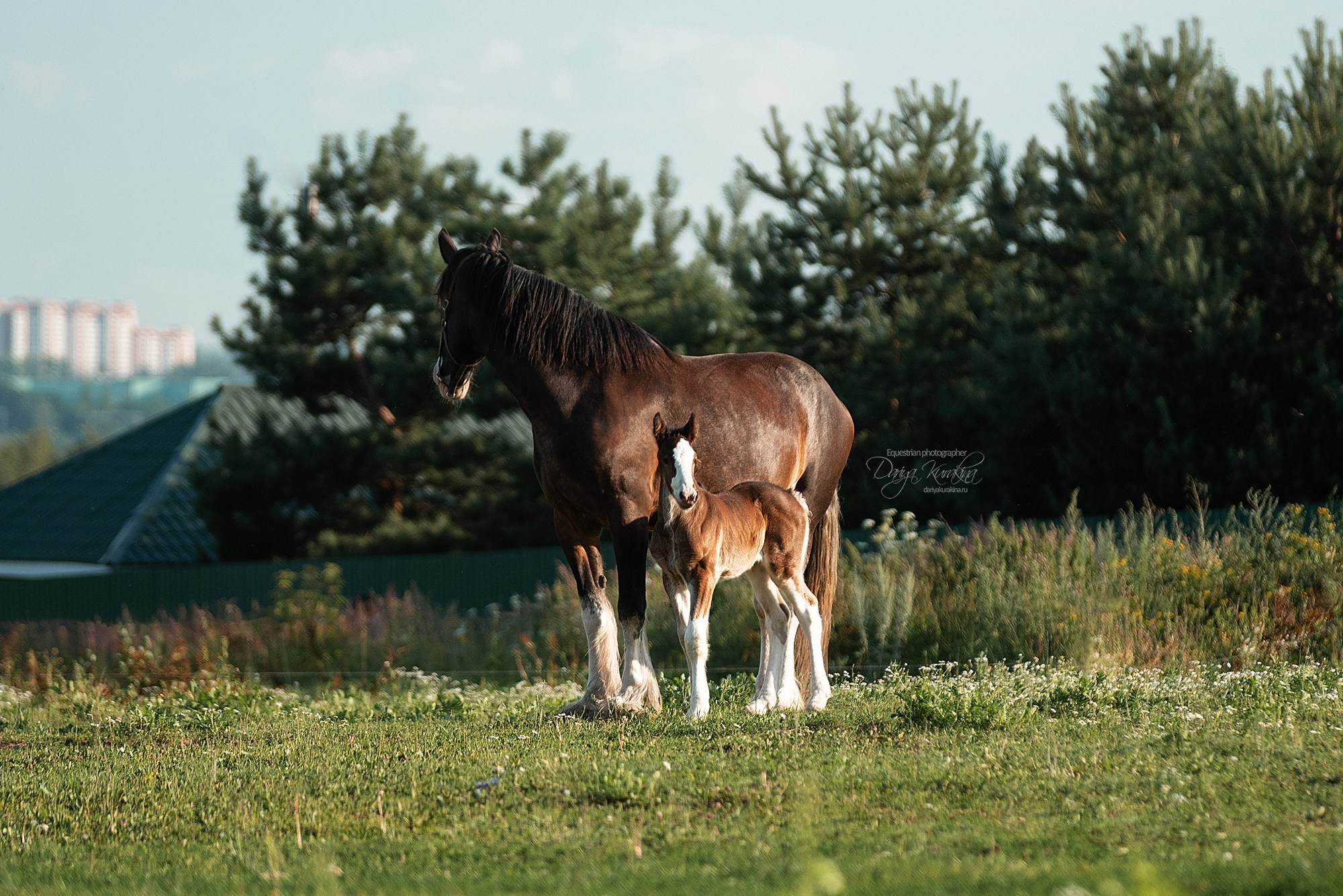Рапунцель и Квини. Конный фотограф Куракина Дарья • Фотосессии с лошадьми