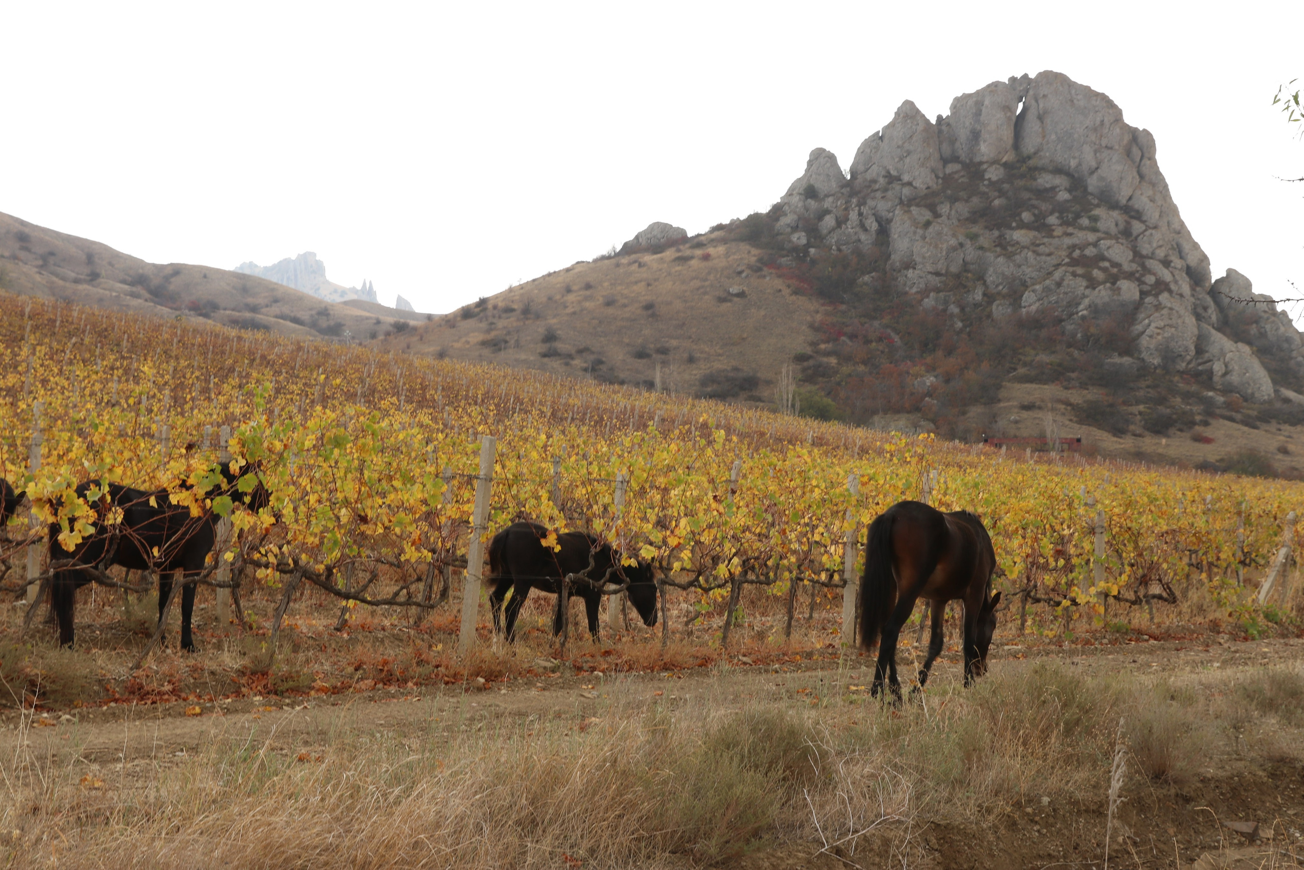 Крым. ЮБК (Гурзуф, Судак и их окрестности). Ноябрь 2023. Путешественник-фотограф из Санкт-Петербурга Татьяна Свистулина