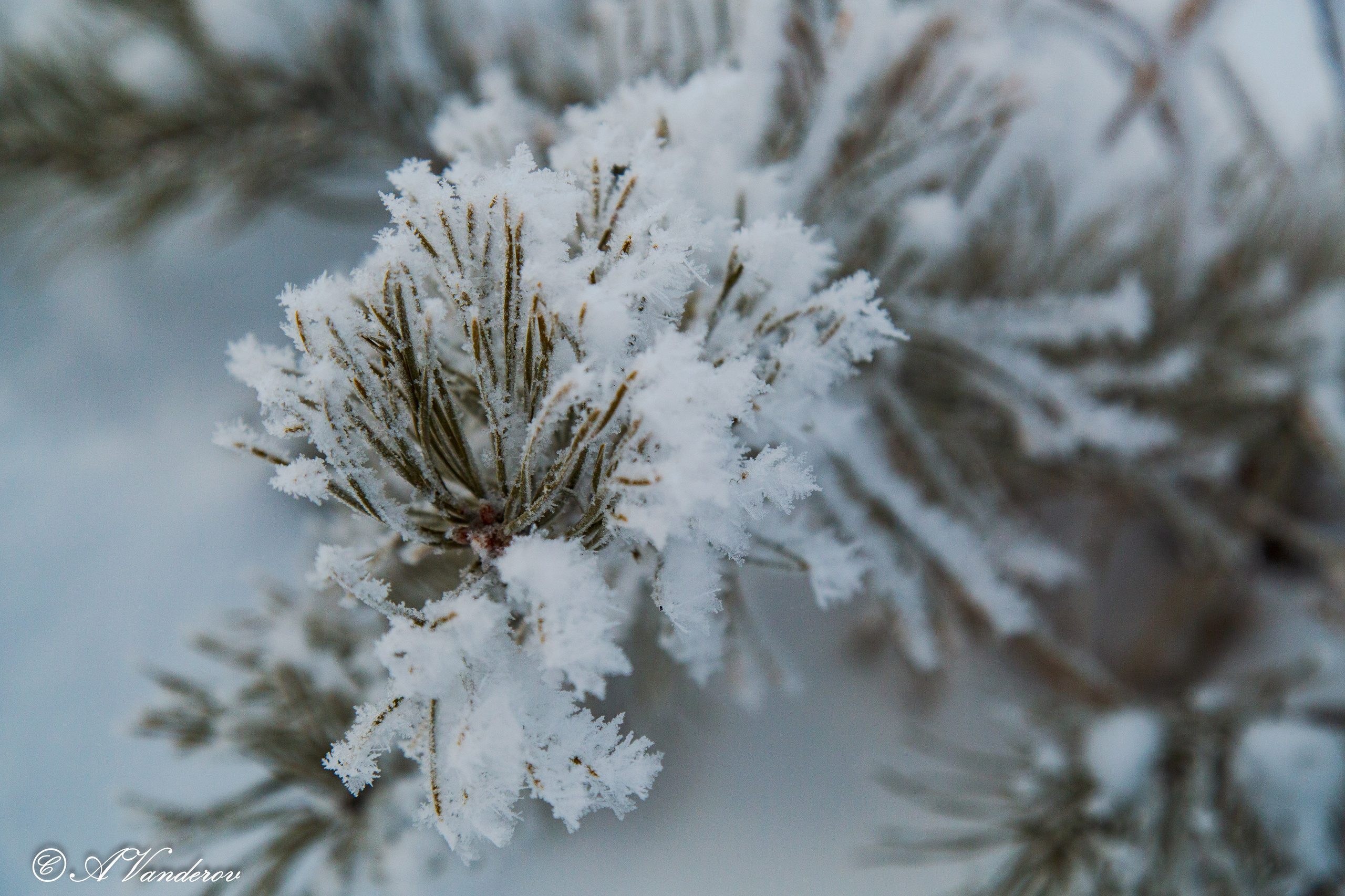 Красота природы. Фотограф Омск | Александр Вандеров
