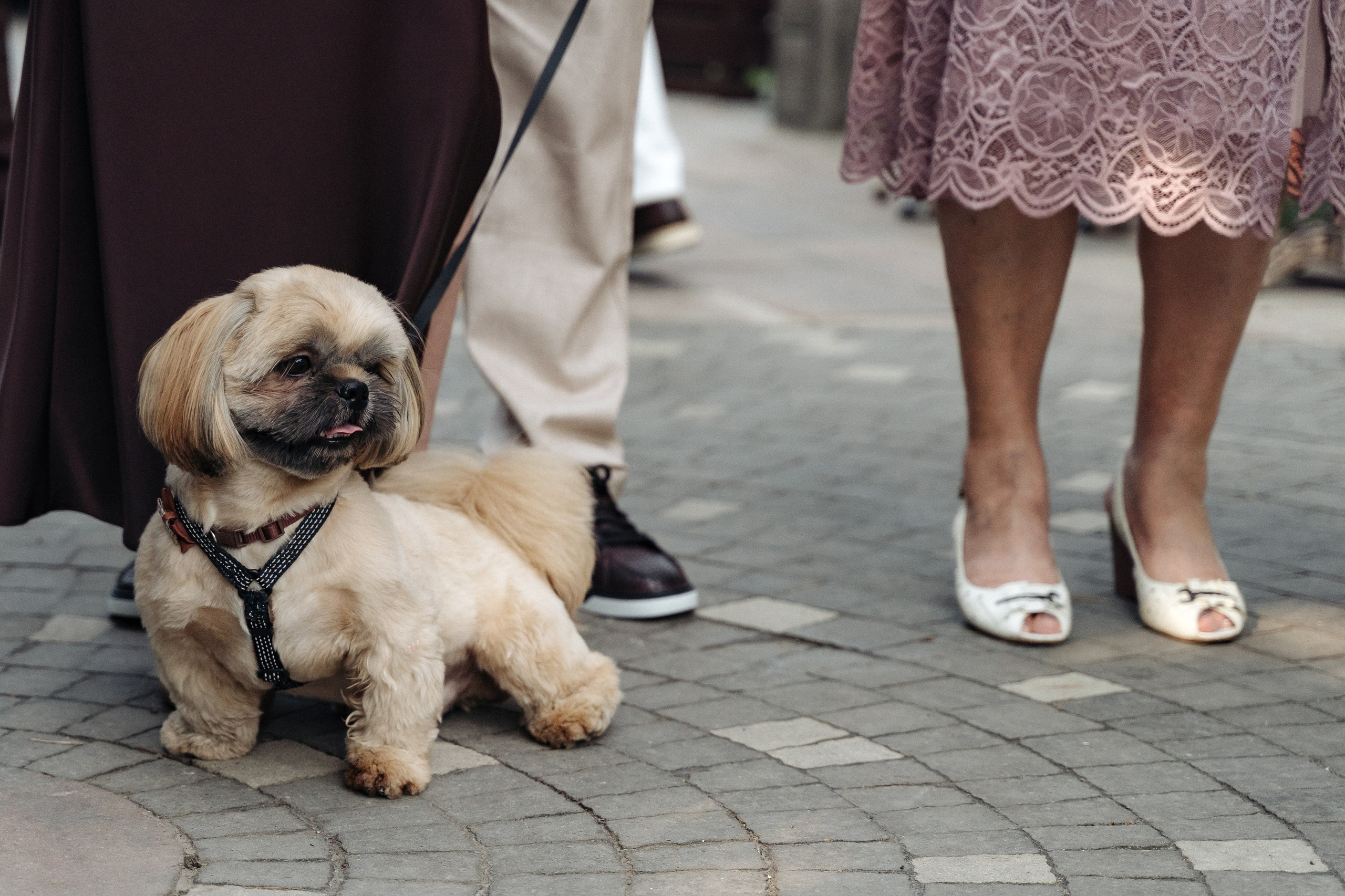 Д & A. Свадебный фотограф  Ростов-на-Дону Моска, Санкт — Петербург