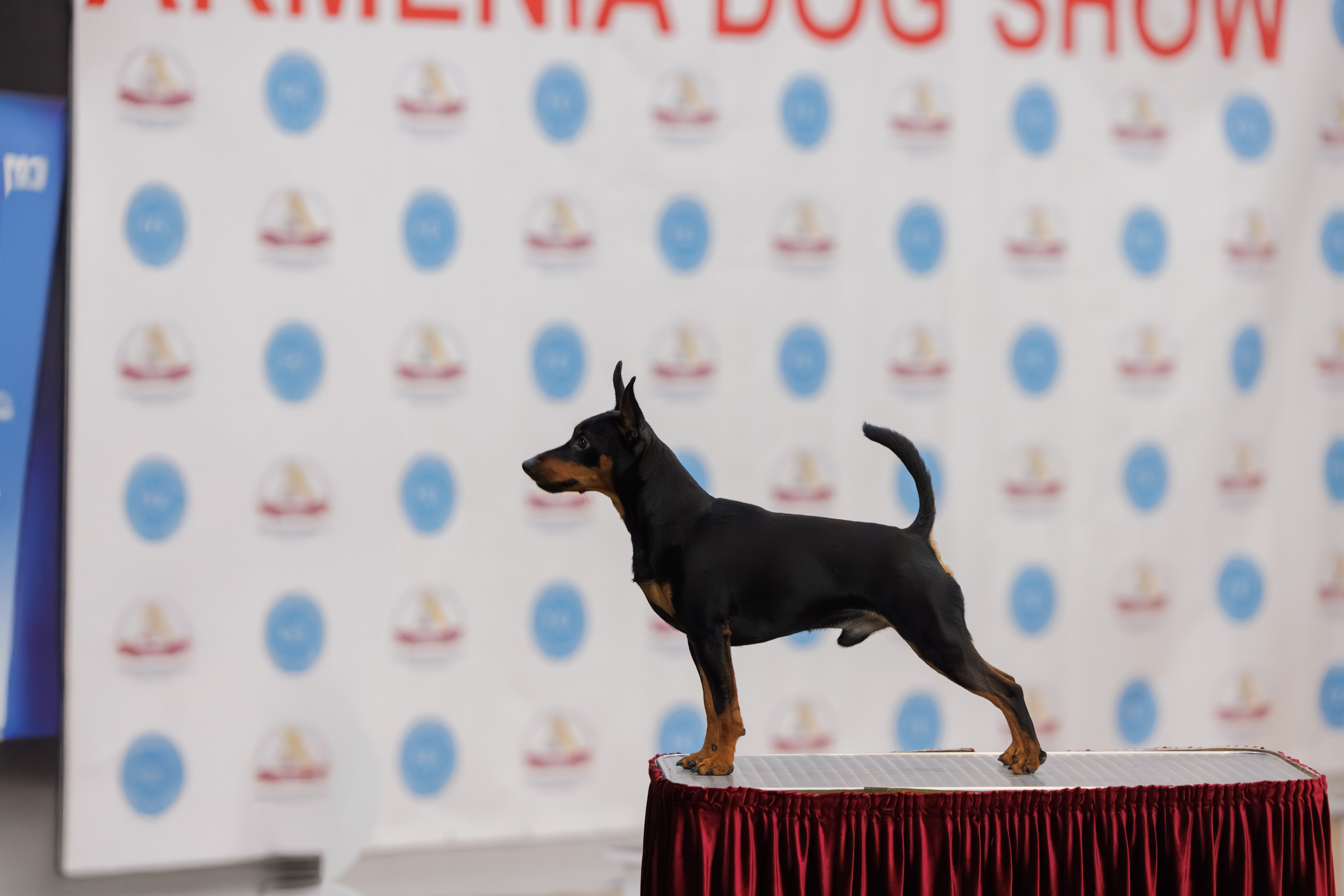 Ереван 2х CACIB 29-30.04.2025. Фотограф-анималист Юлия Германика