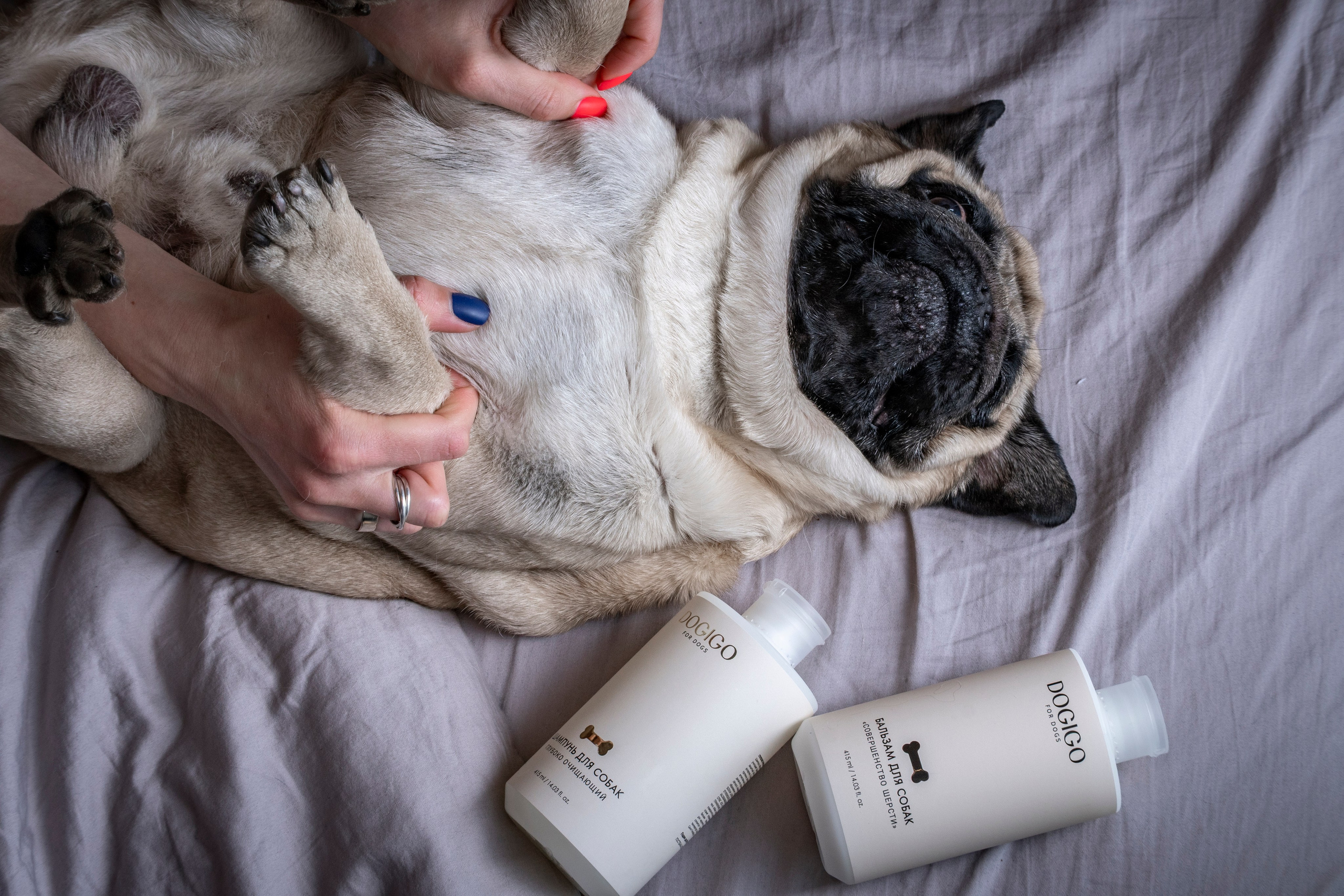 Фотограф анималист в Санкт-Петербурге Таша Крейв