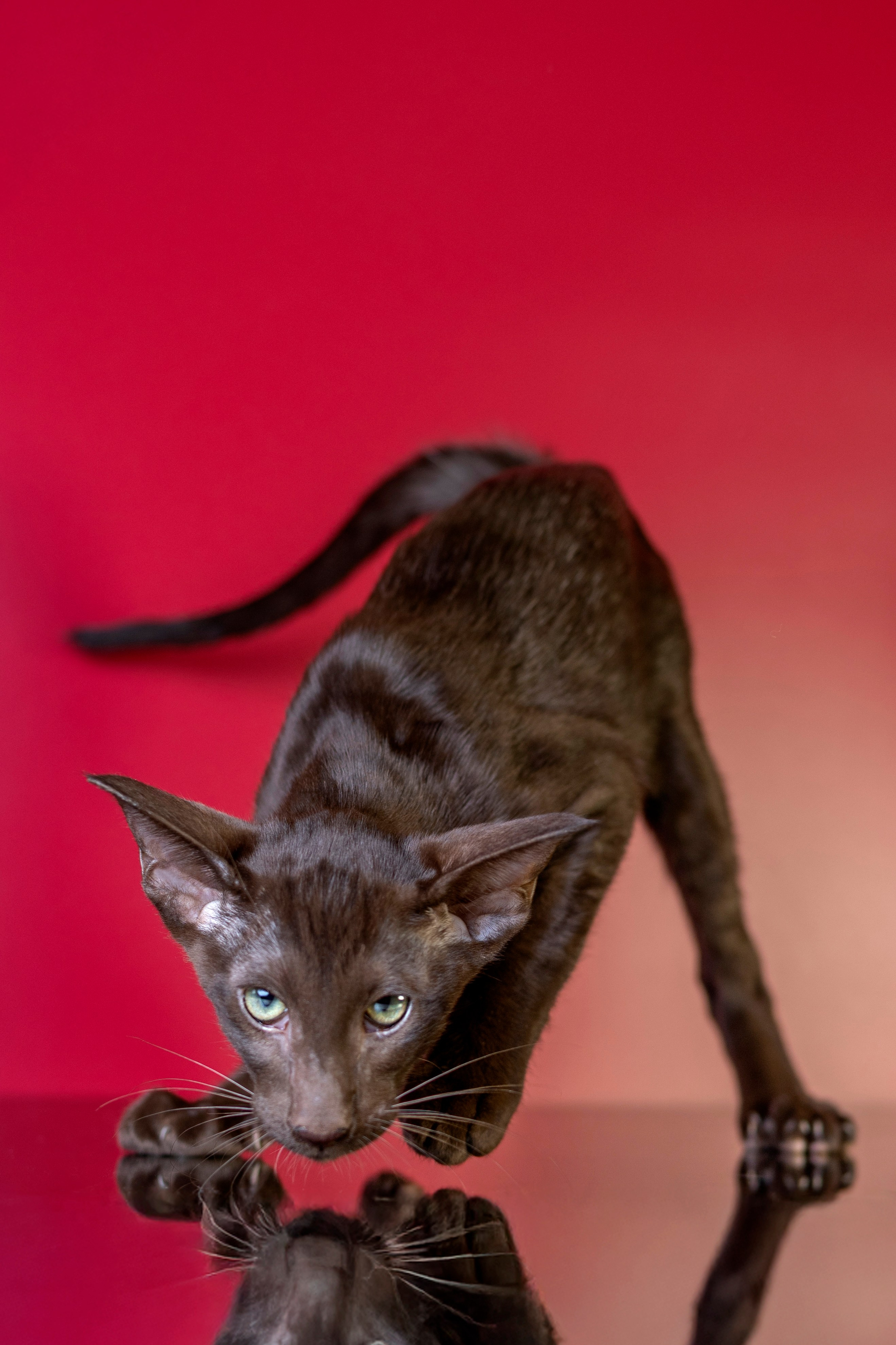 Фотограф анималист в Санкт-Петербурге Таша Крейв