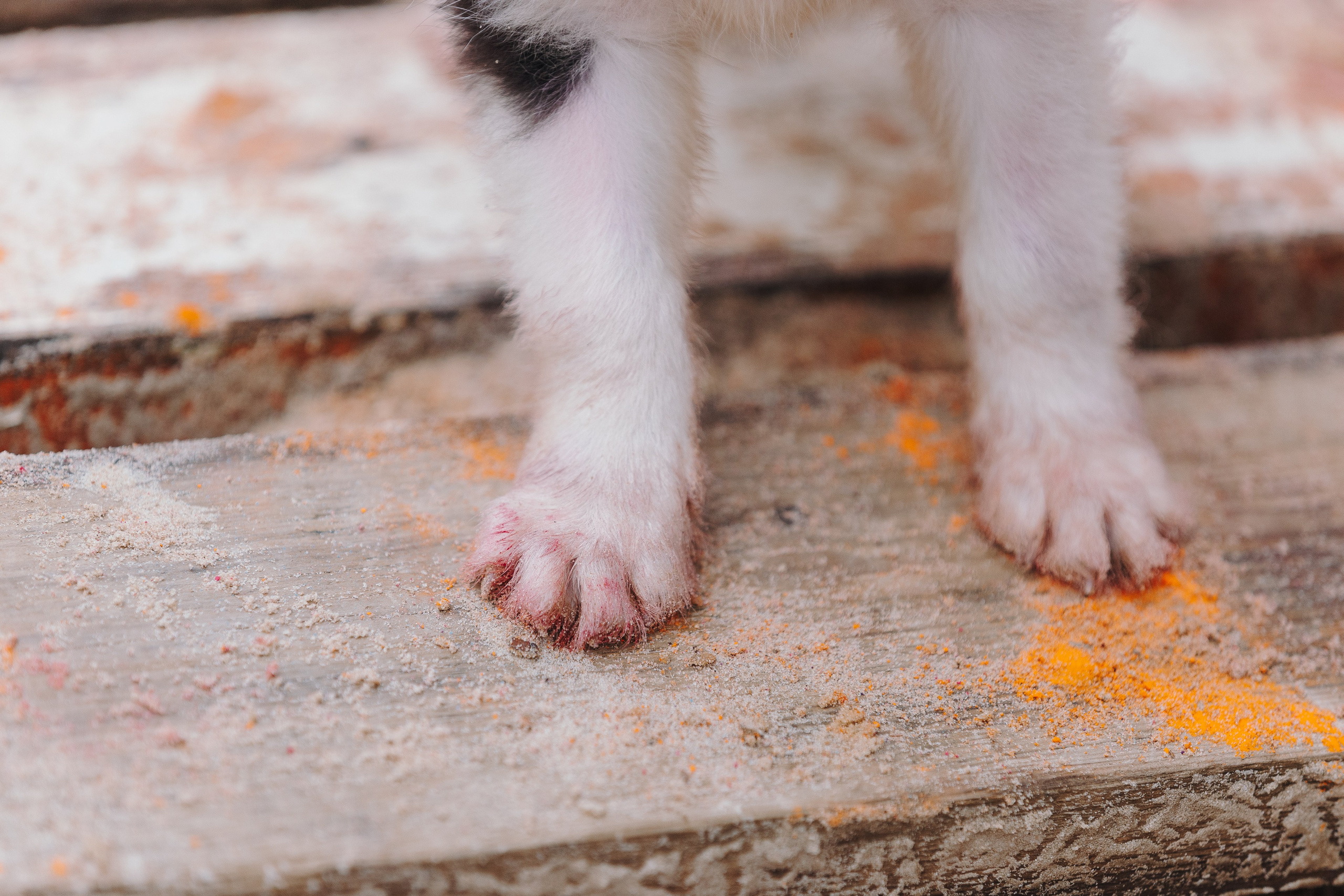 Краски холи. Фотограф анималист Кристина Карпова, Москва