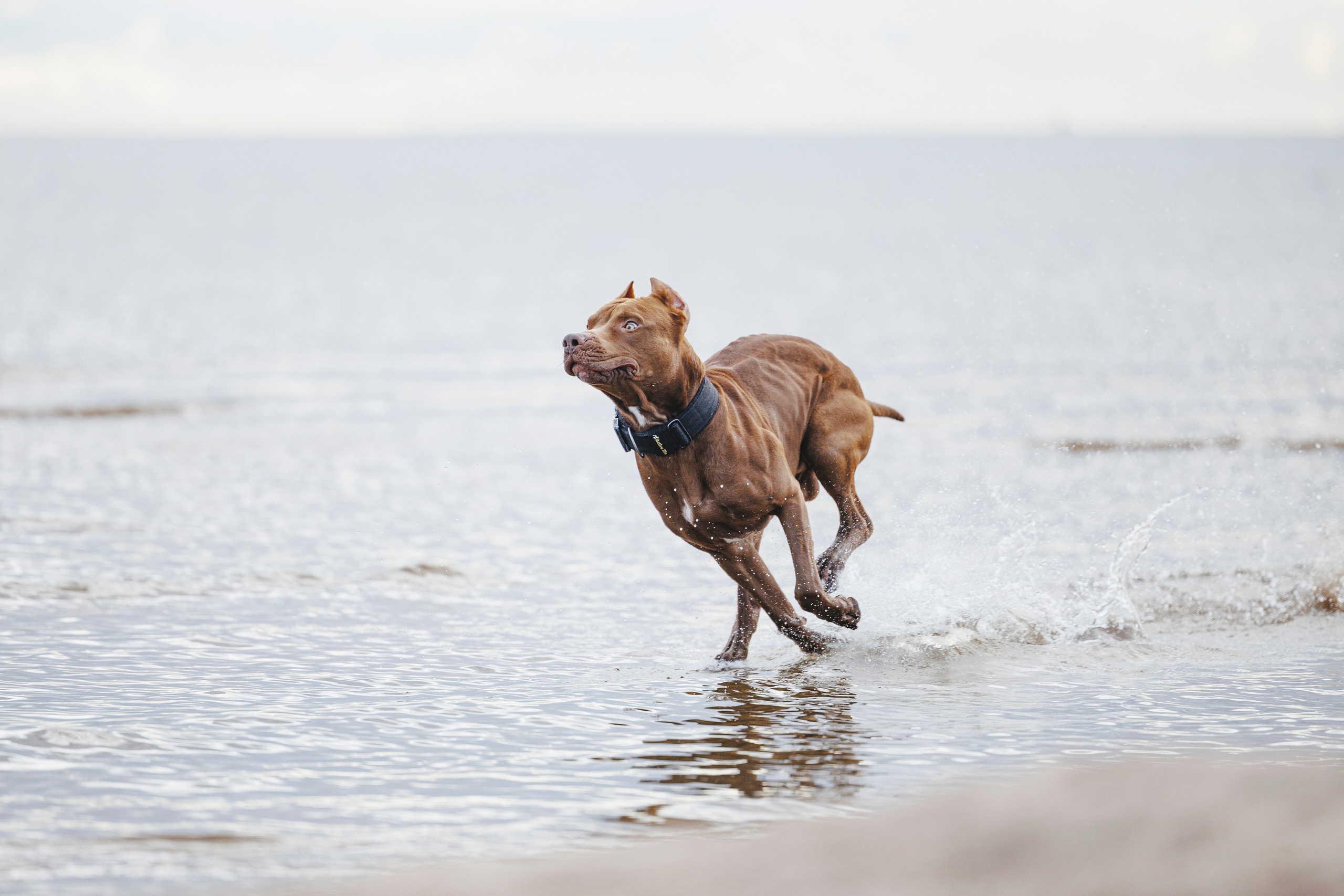 Яна и Энди. Фотограф-анималист Анна Маринич