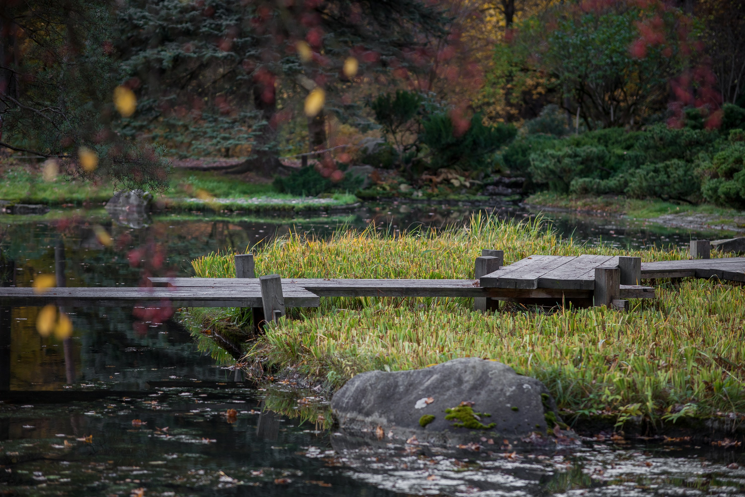 Ботанический сад имени Н. В. Цицина. Фотограф Виталий Туманов. Туманов Виталий — фотограф Москва