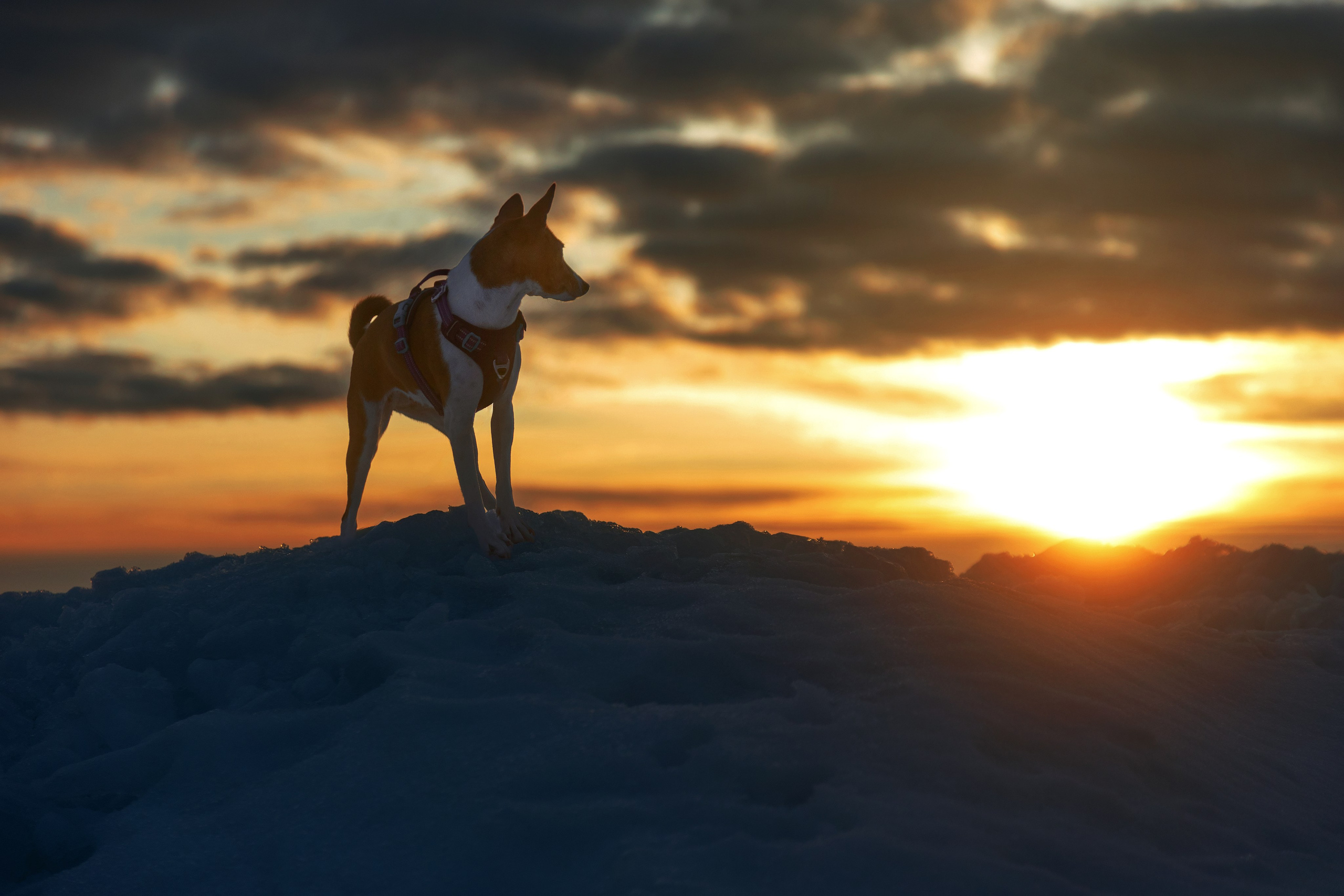 Закатный залив. Фотограф анималист Никита Натальный