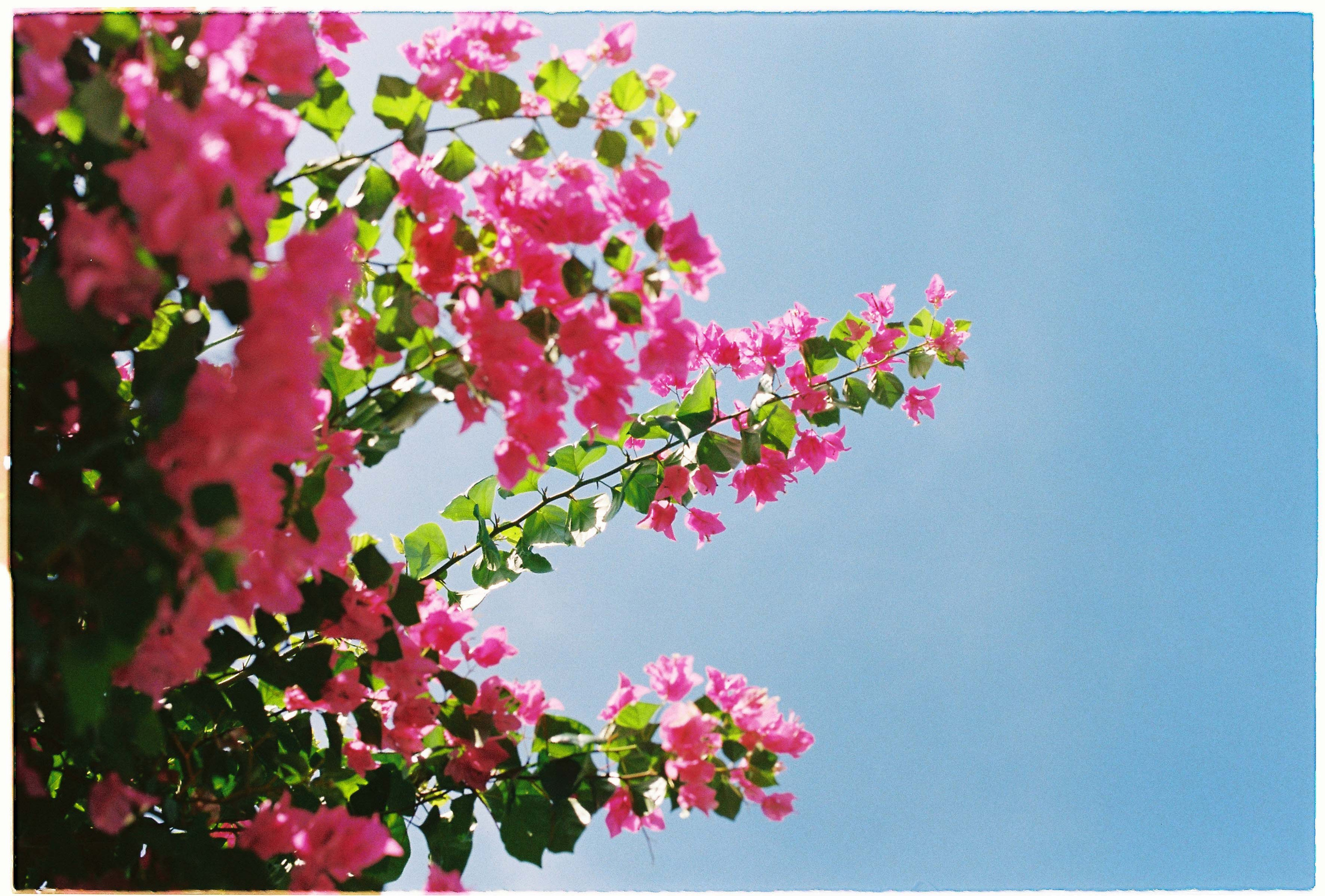 Film Photographer in Da Nang, Vietnam — Tanya Parfenteva