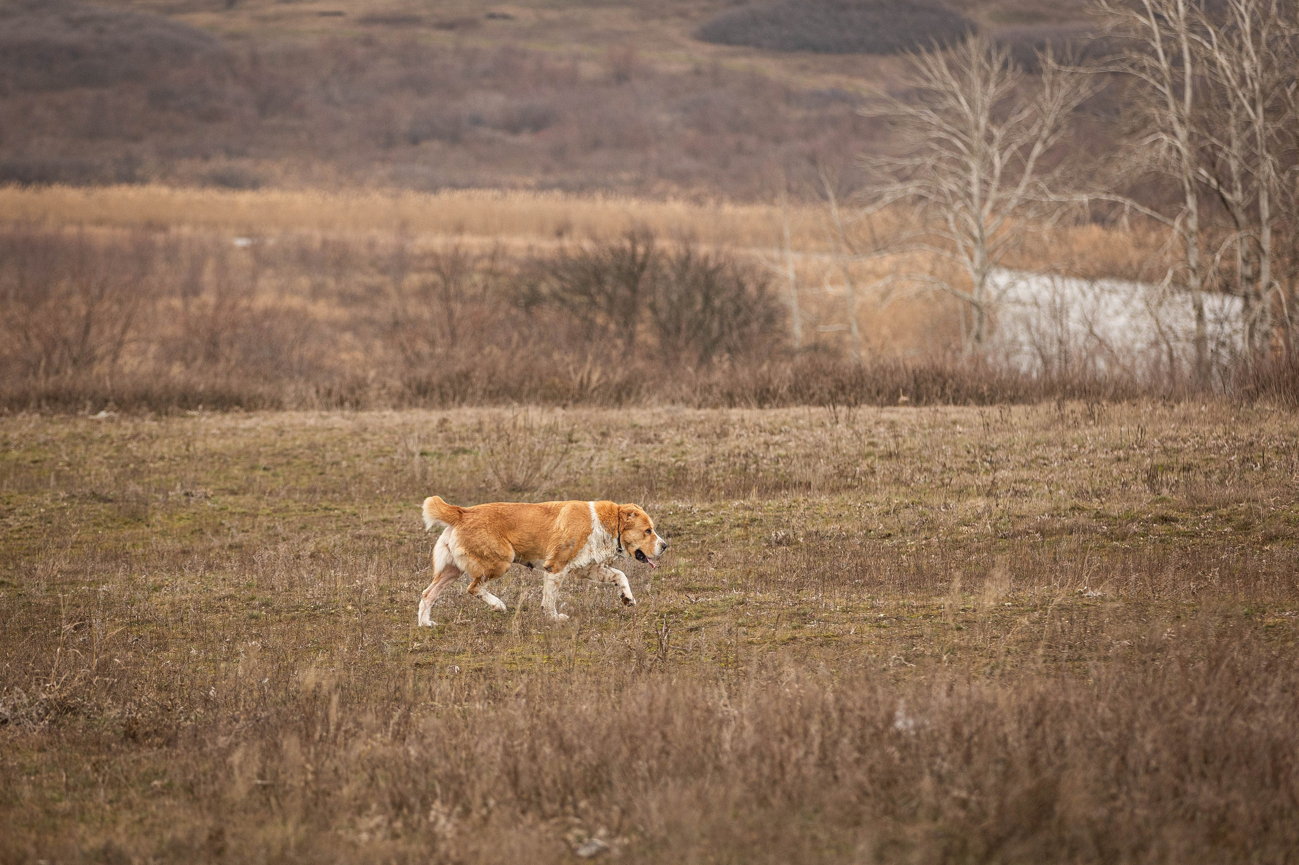 Пальма. Фотограф-АниМалист Анна Абрамова