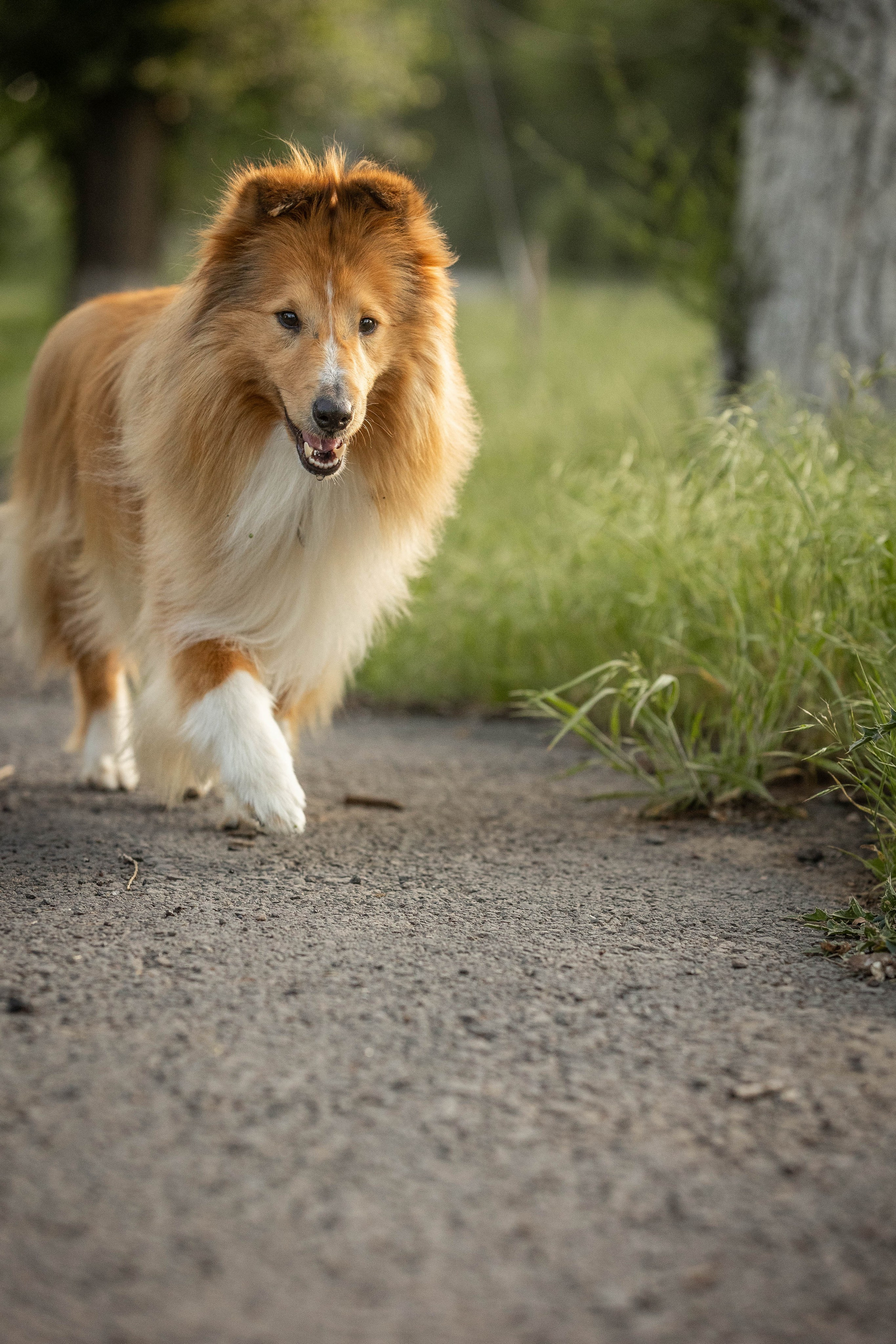 Сара и Лена. Фотограф-АниМалист Анна Абрамова