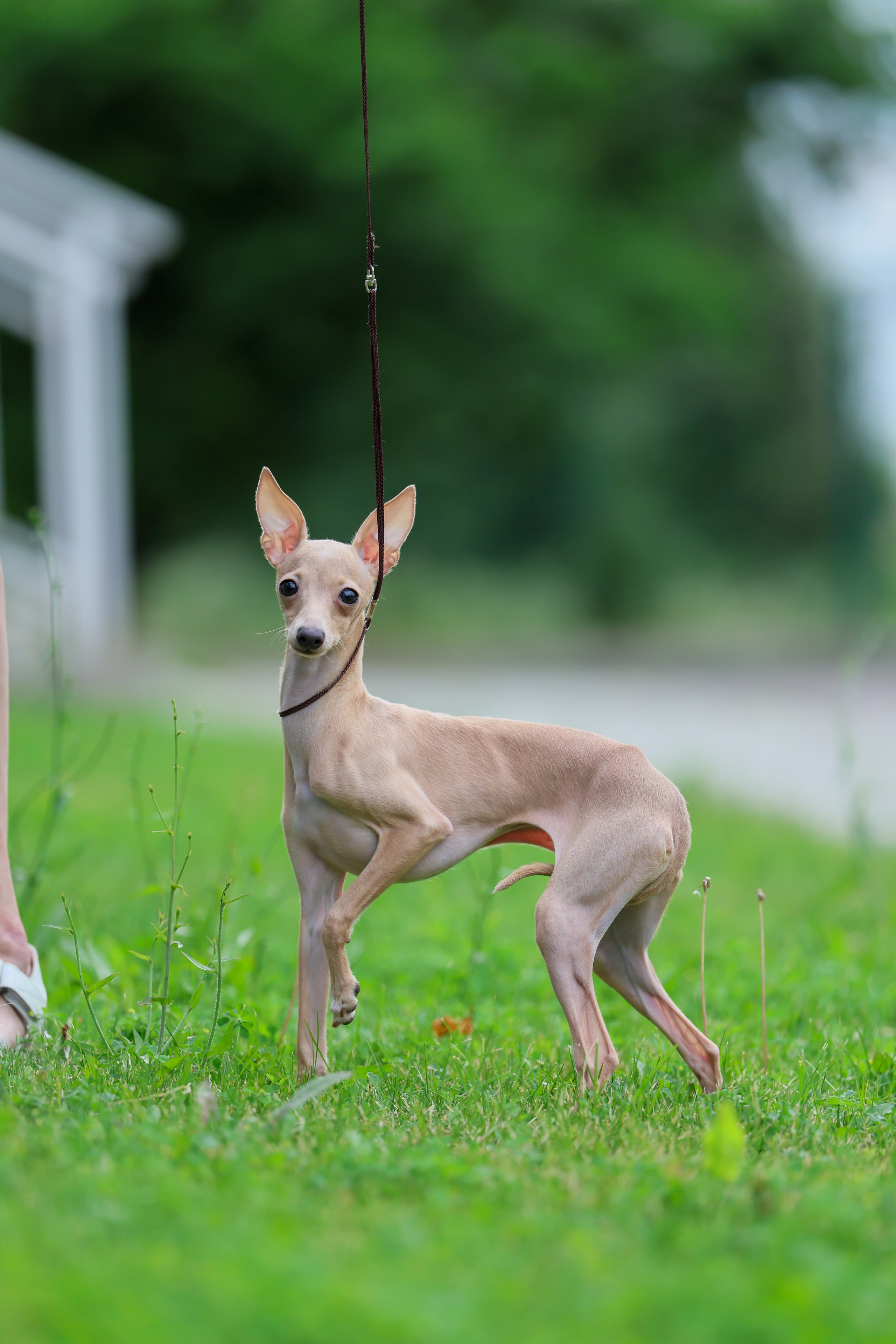 Кремовая Лекси. Professional Italian Greyhound Kennel RKF/FCI ASTI SAPPHIRE 💎 Sochi|St. Petersburg