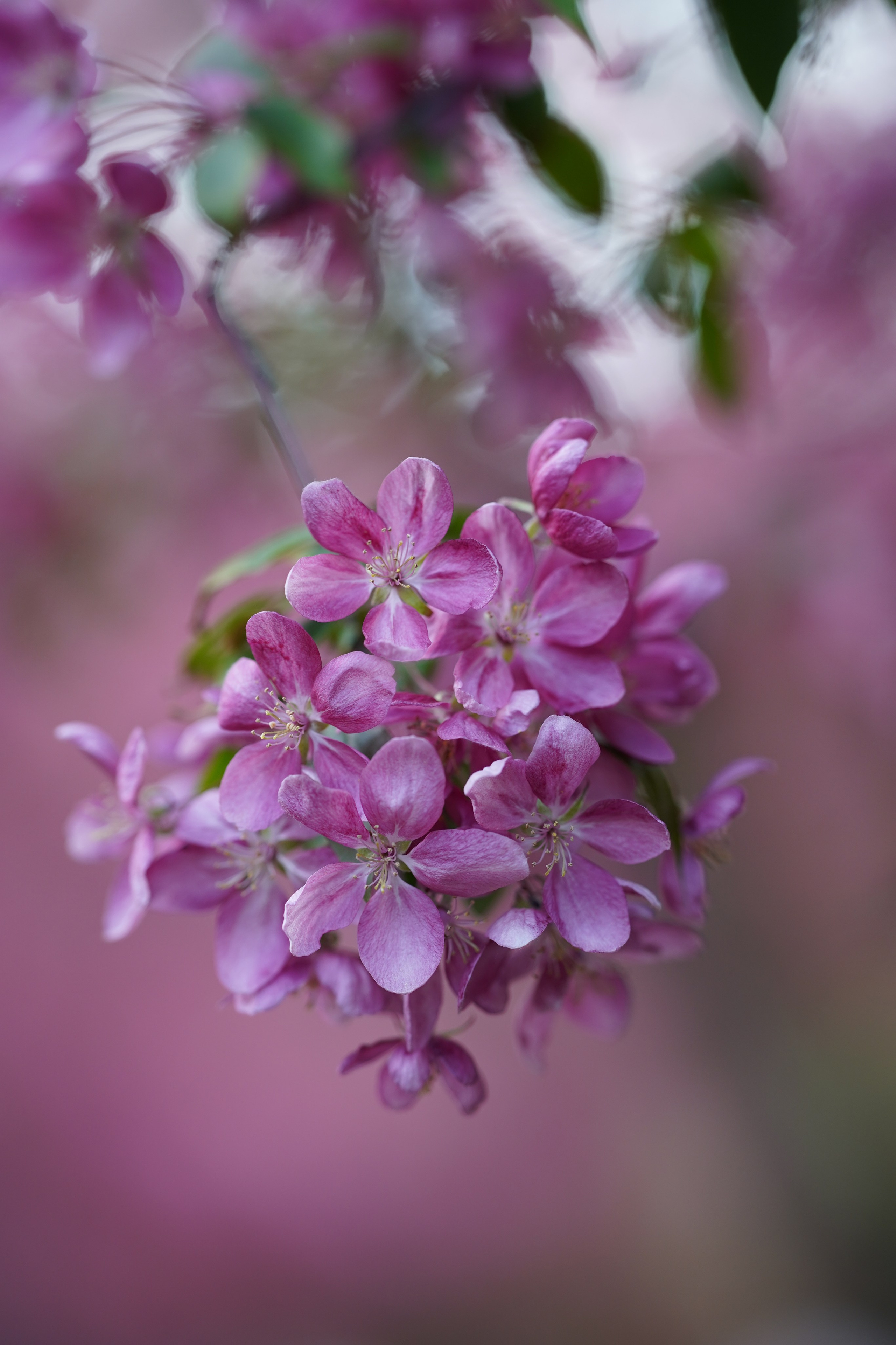 Весна. Фотограф в Москве Мария ~Zagagul~