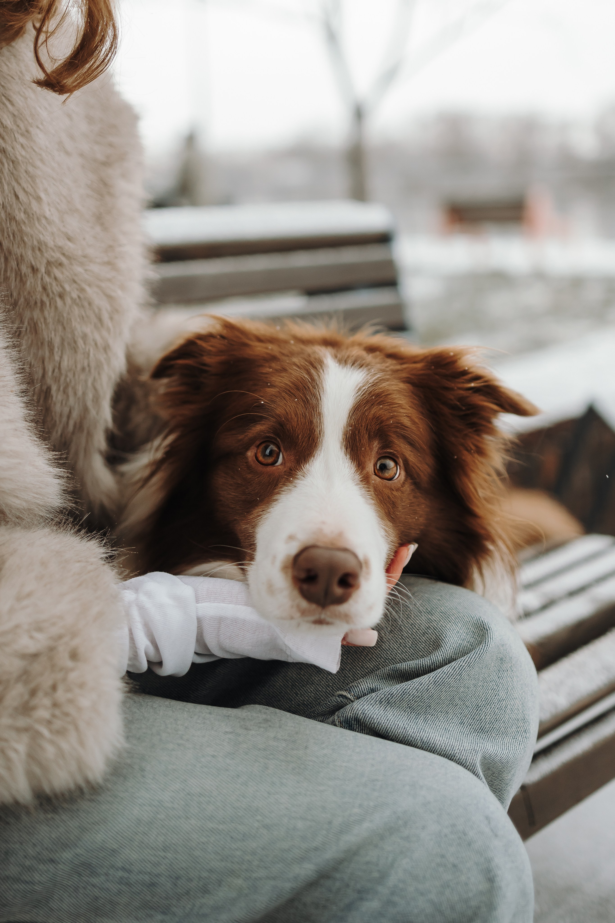 Маша и Брауни. Фотограф-анималист в Санкт-Петербурге Алина Яхонт