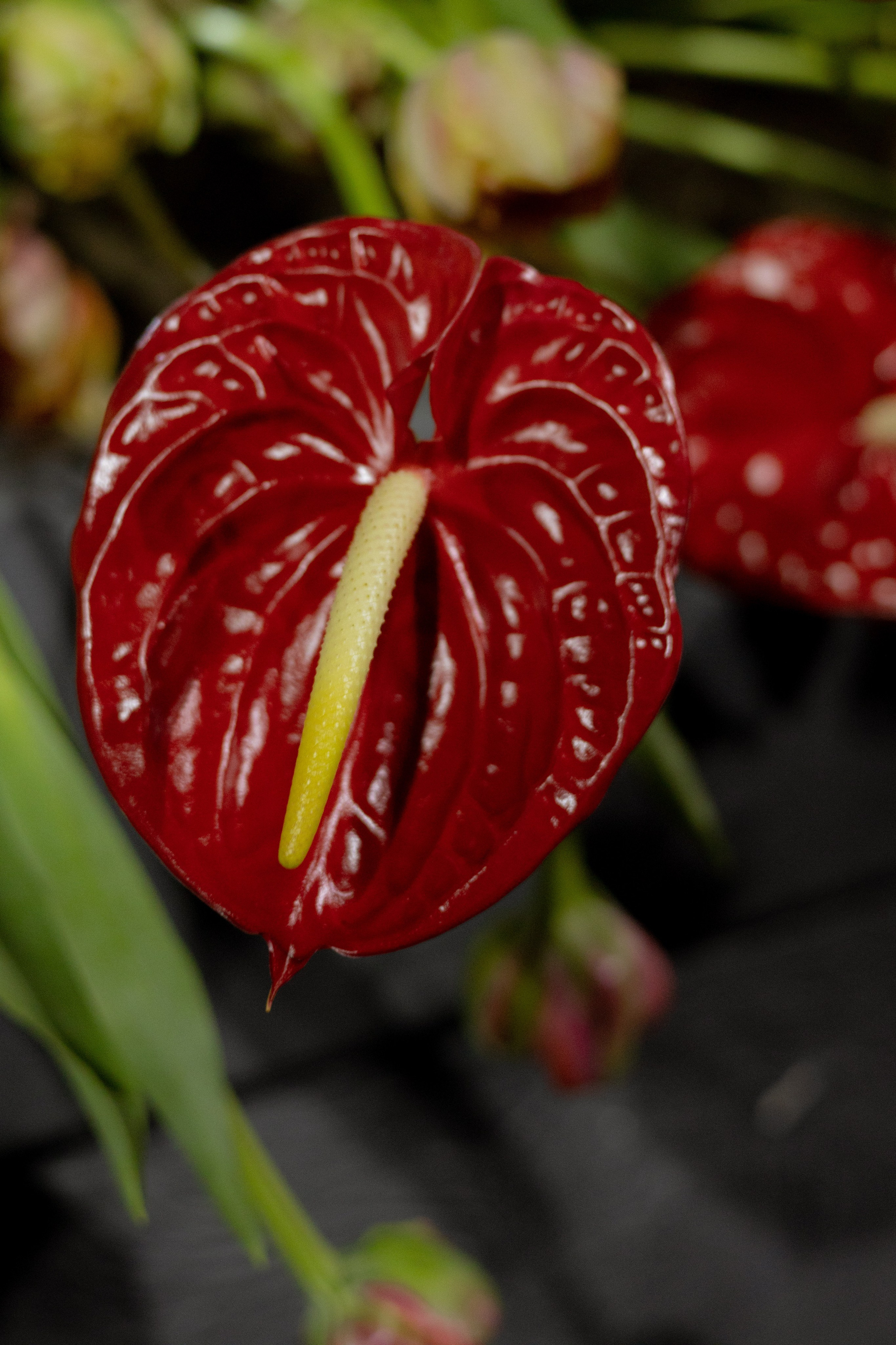 Оформление Отчетного концерта Музыкальной школы Глазунова. Оформление свадеб, декор свадеб Вера Маркова, Москва