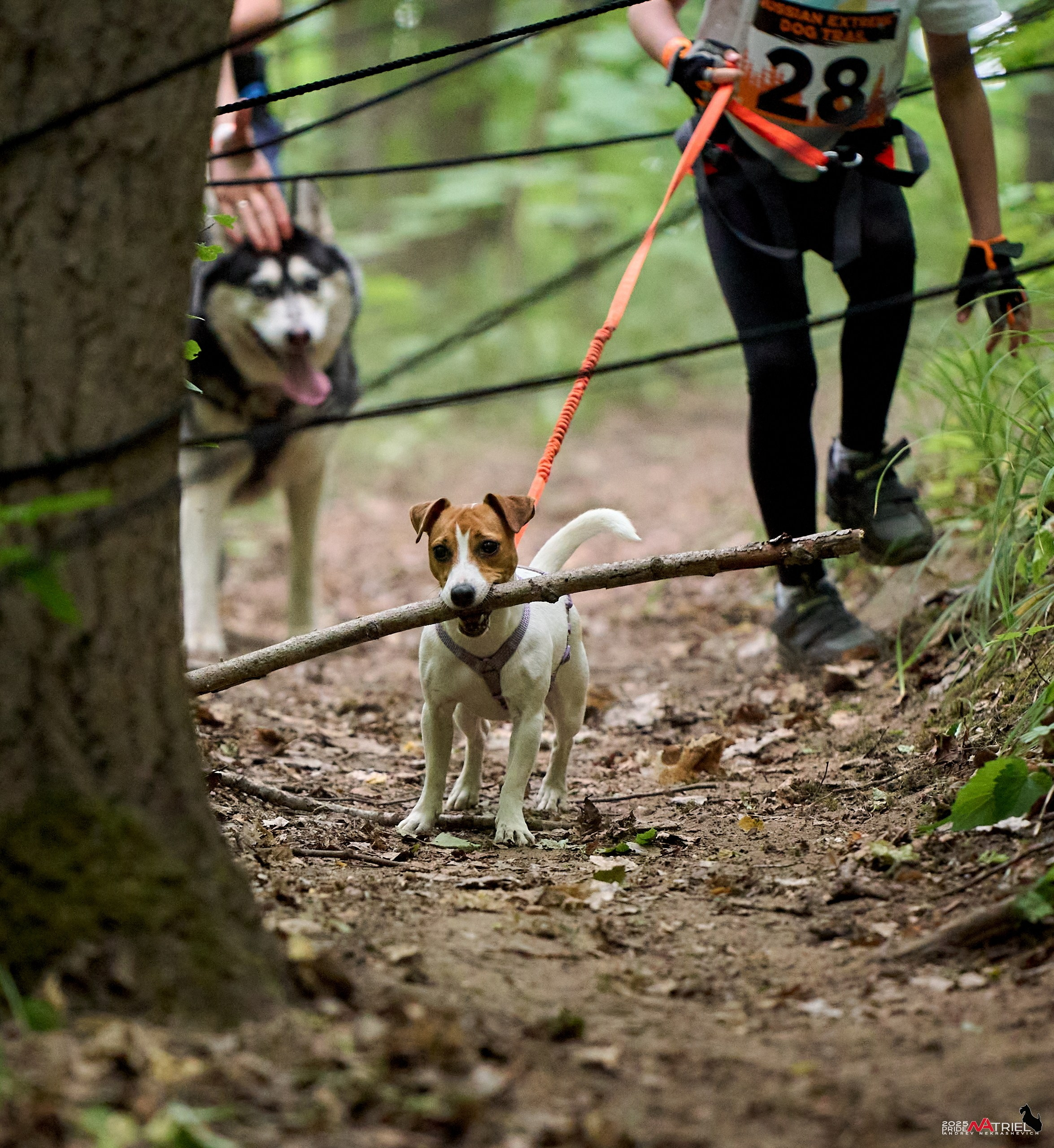 Russian Extreme Dog Trail — 2025