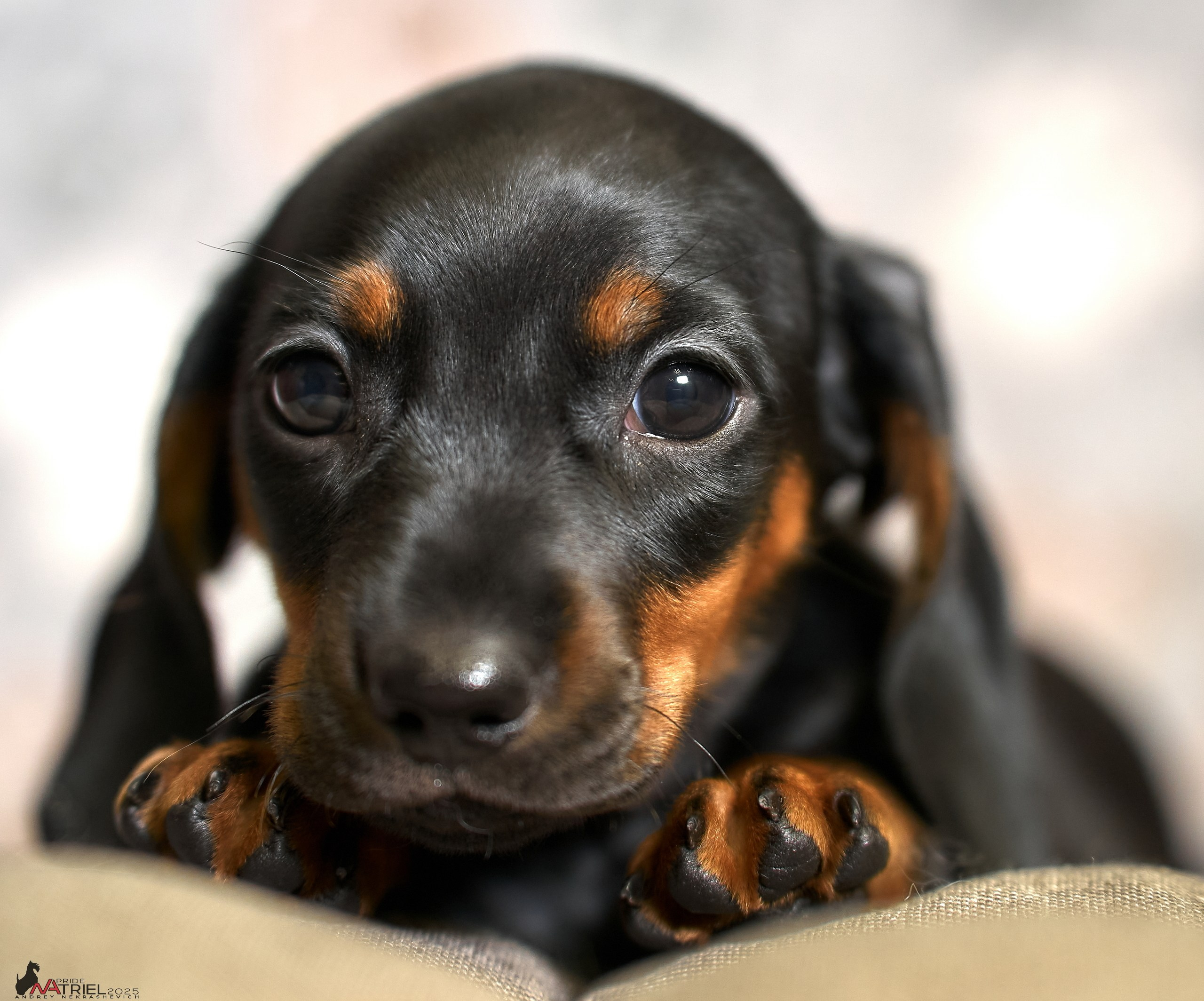 Съемка щенков таксы с мобильным светом