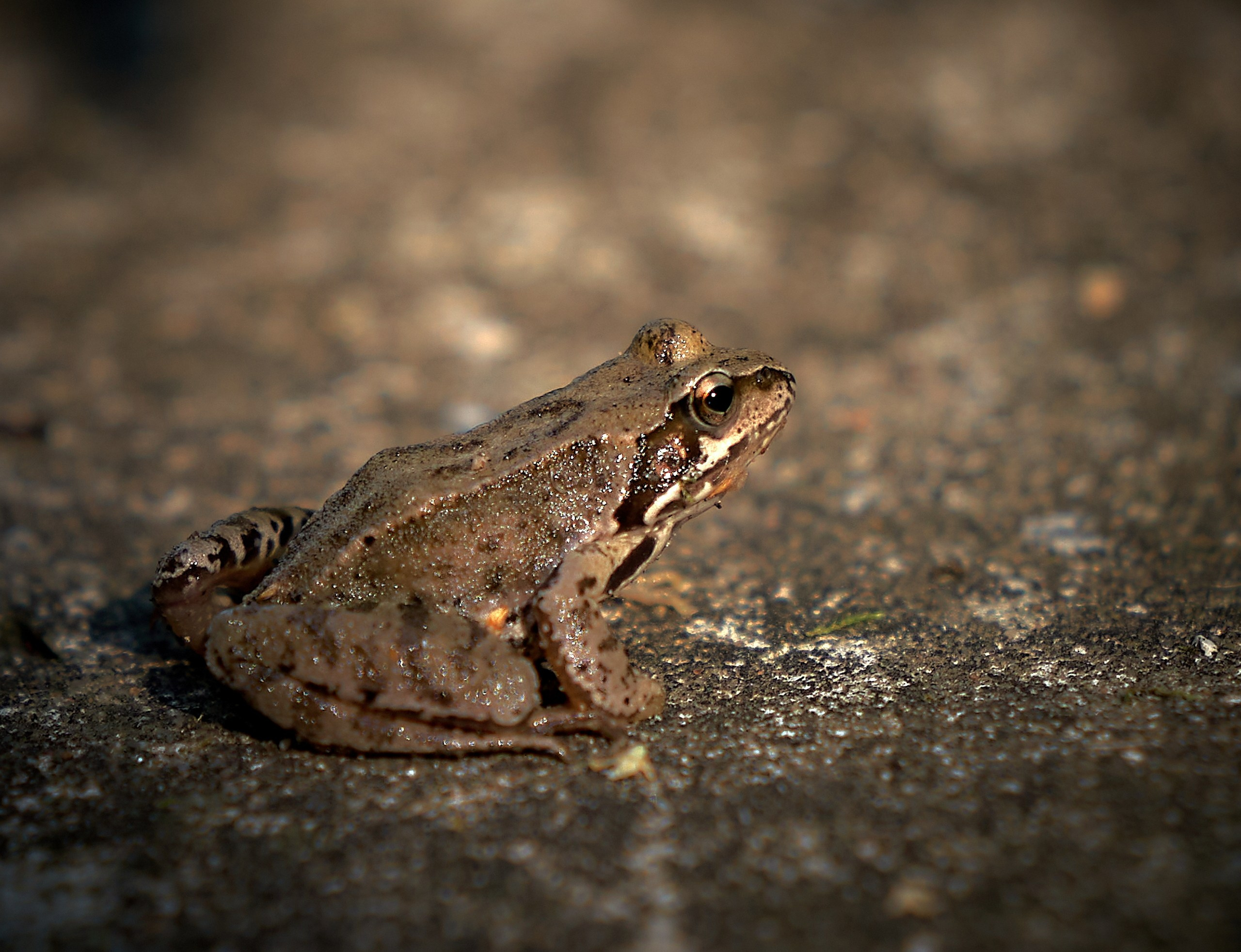 Рептилии — галерея NATRIEL