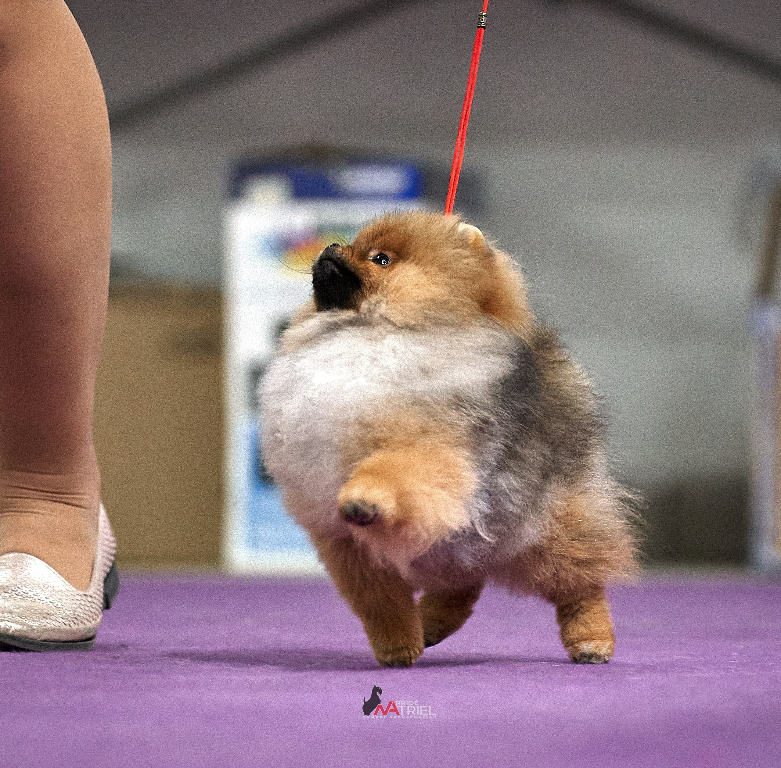 Работа в рингах — галерея NATRIEL